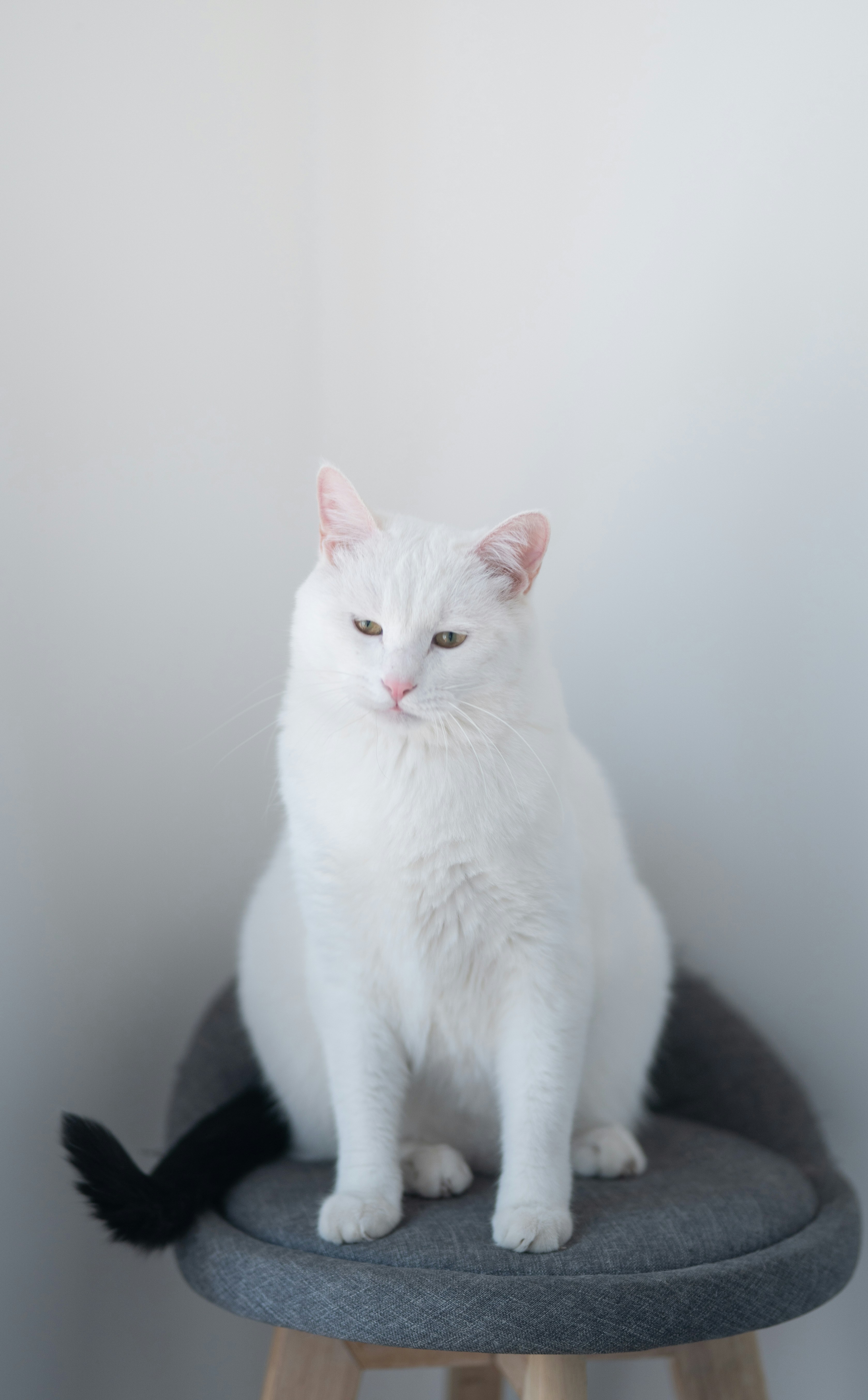White Cat With Black Tail On Stool