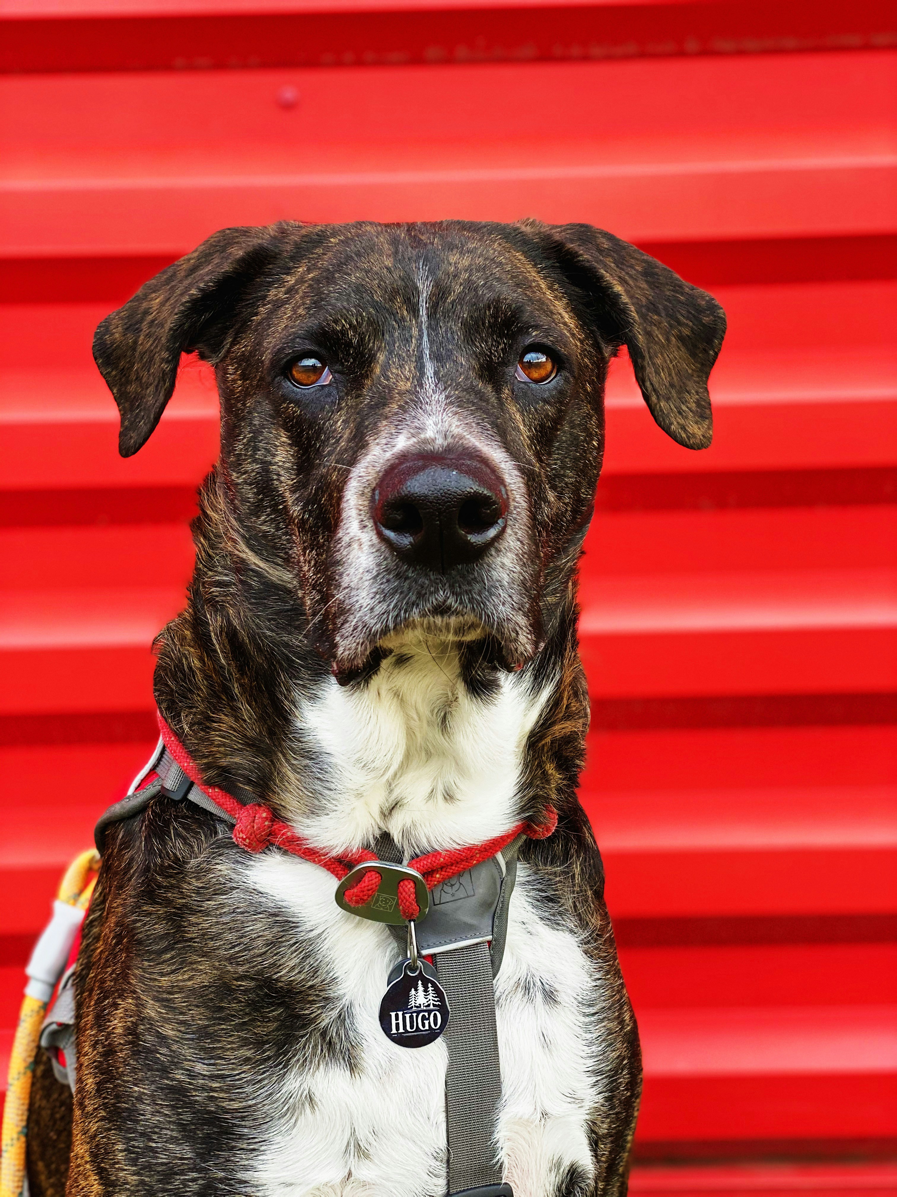 Portrait of Brindle Dog Hugo