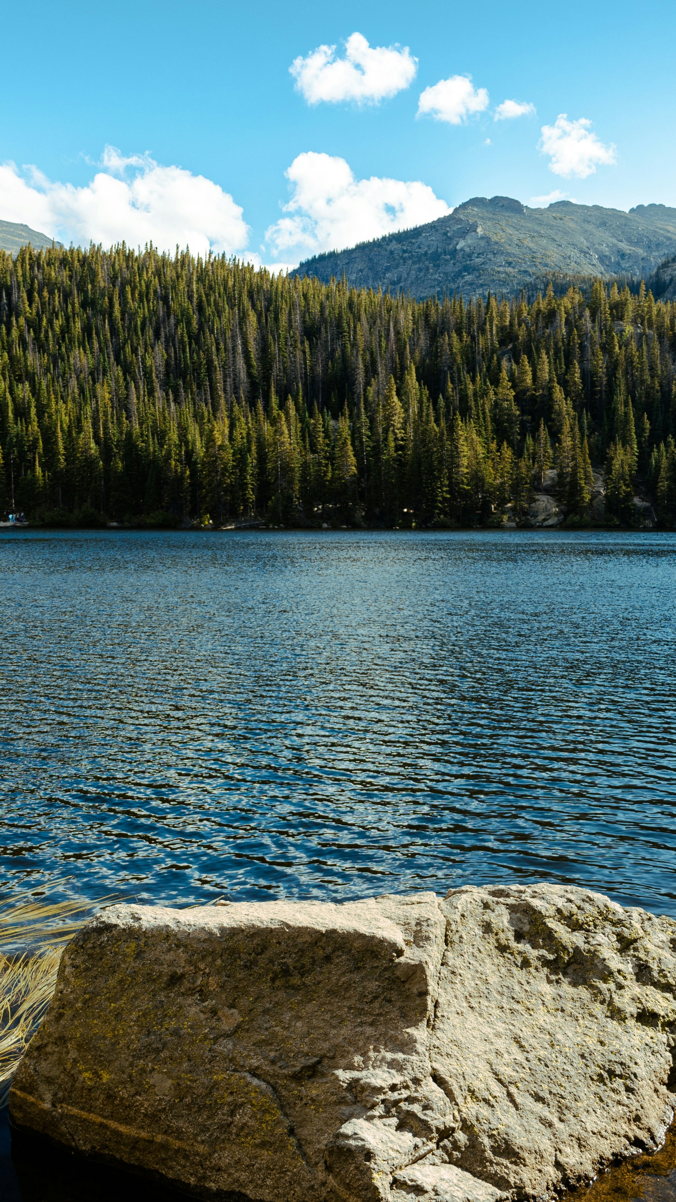 Mountain Lake Forest Landscape
