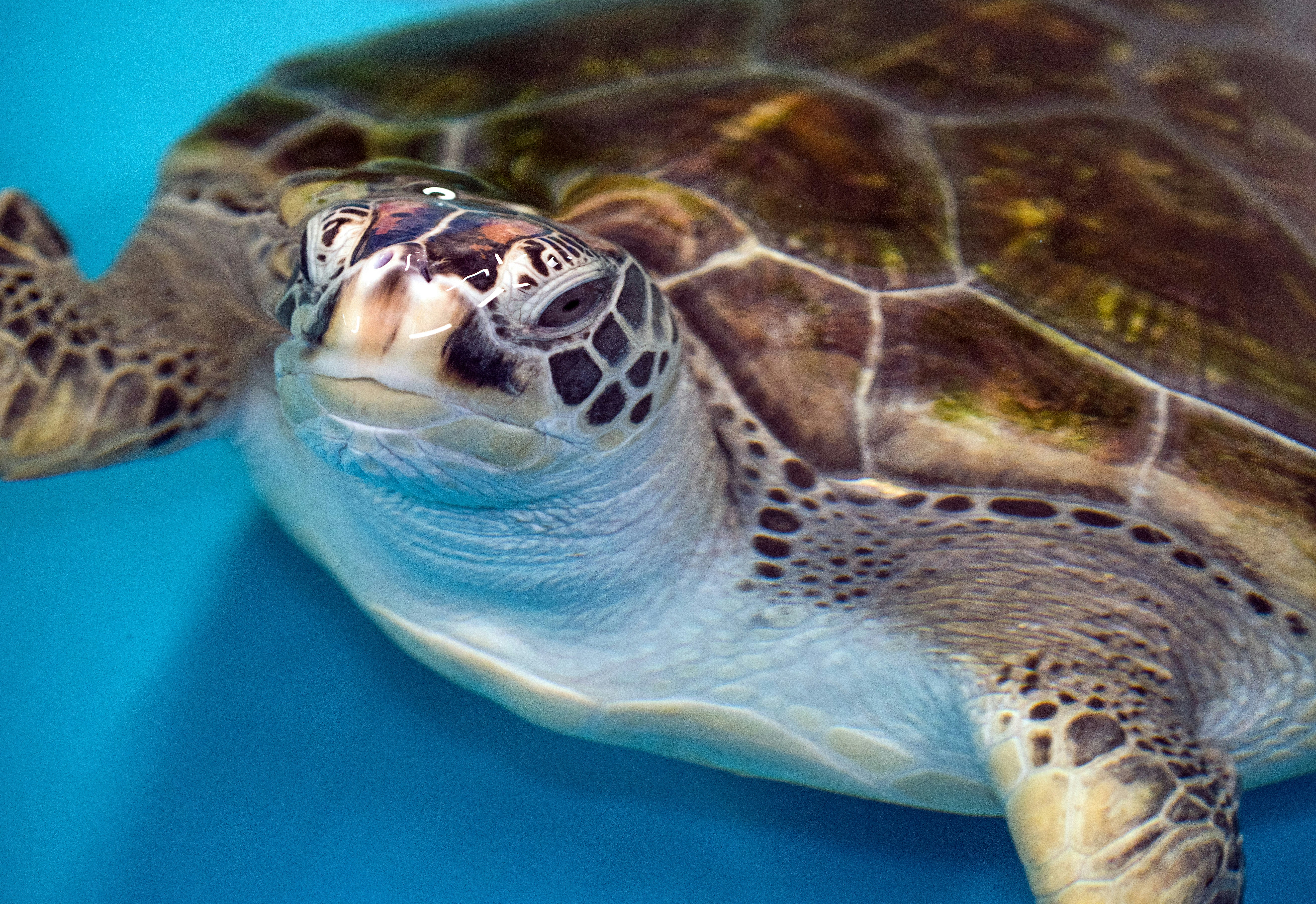 Close-up of Green Sea Turtle Underwater