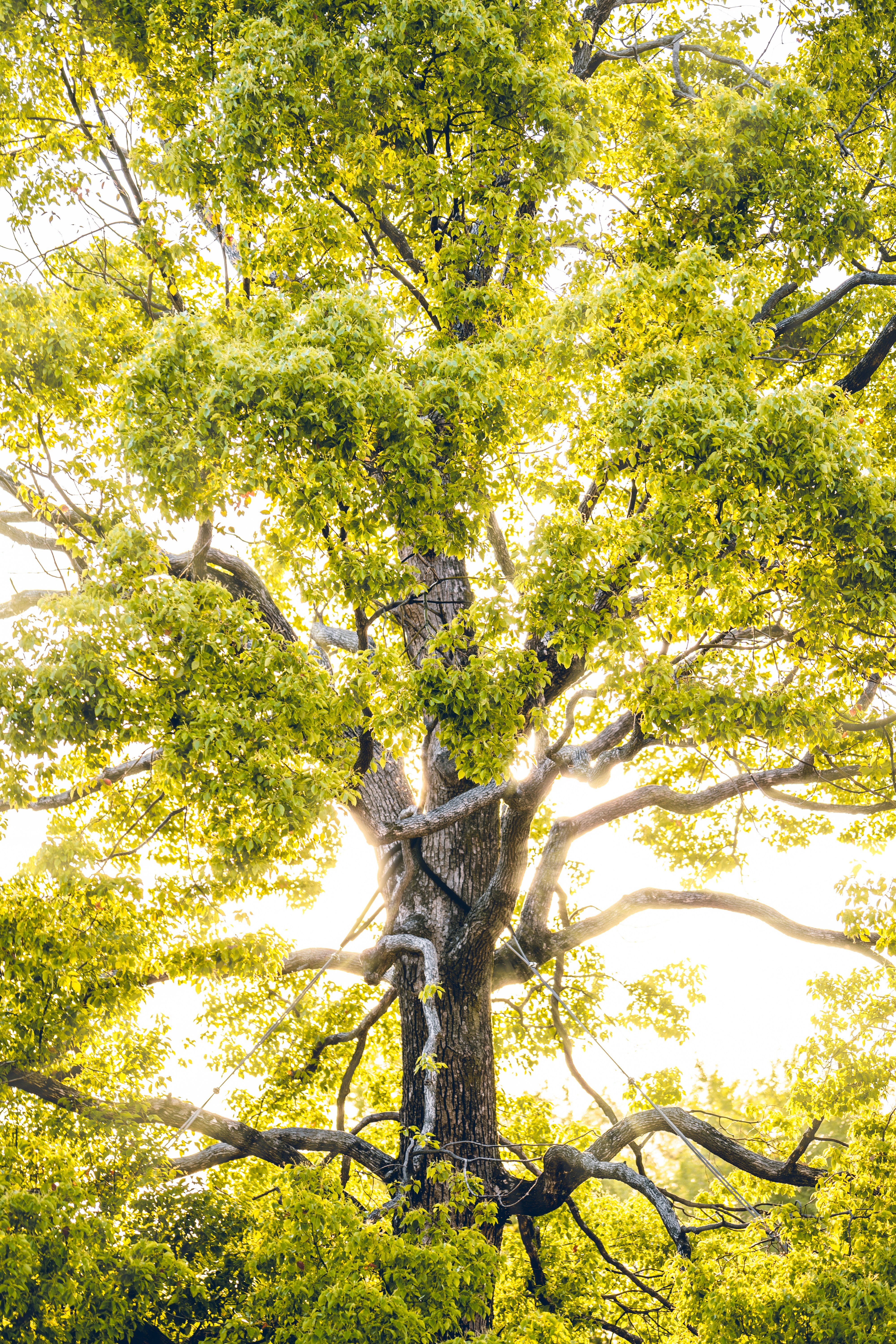 Sun Backlit Large Green Tree
