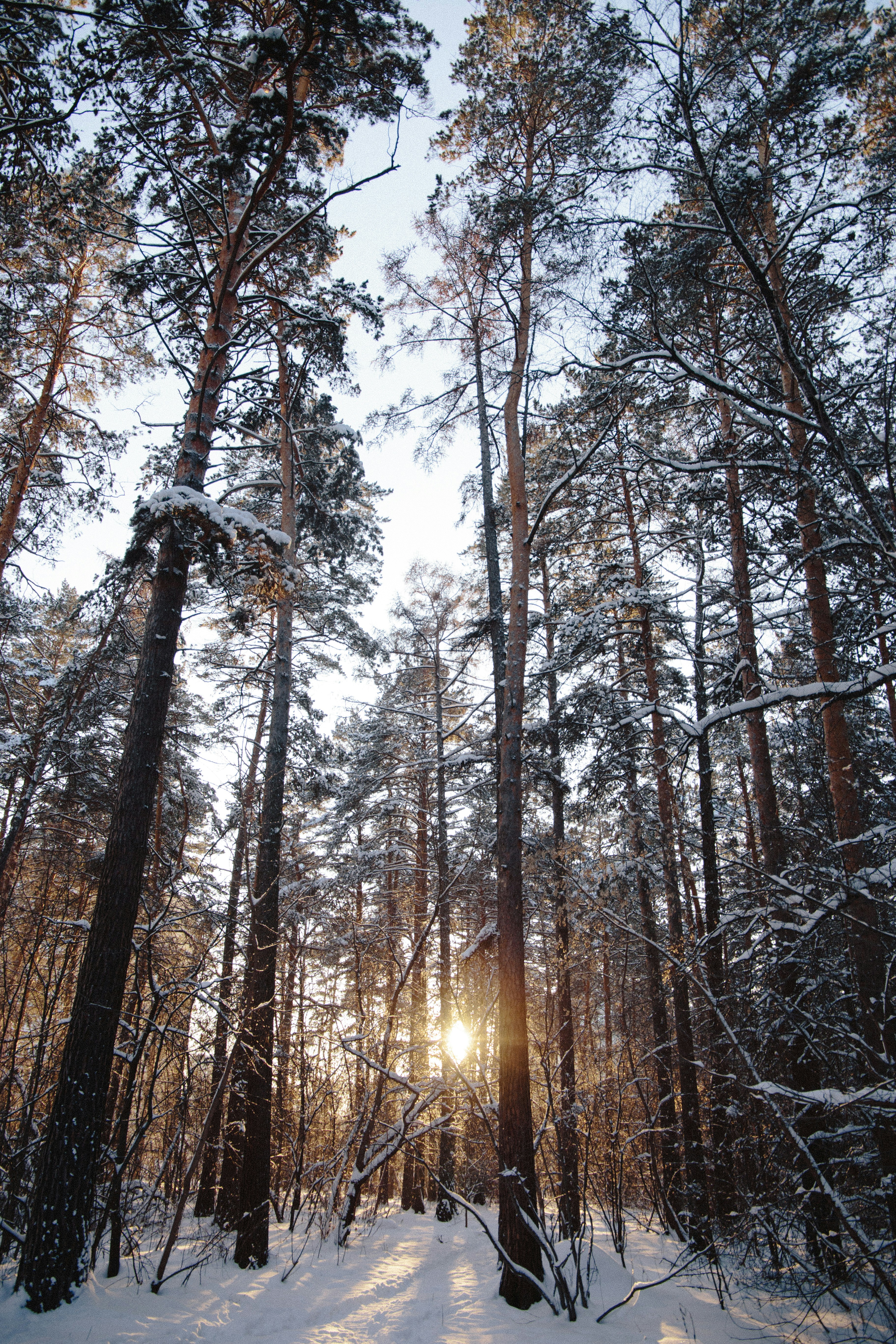 Snowy Pine Forest at Sunrise