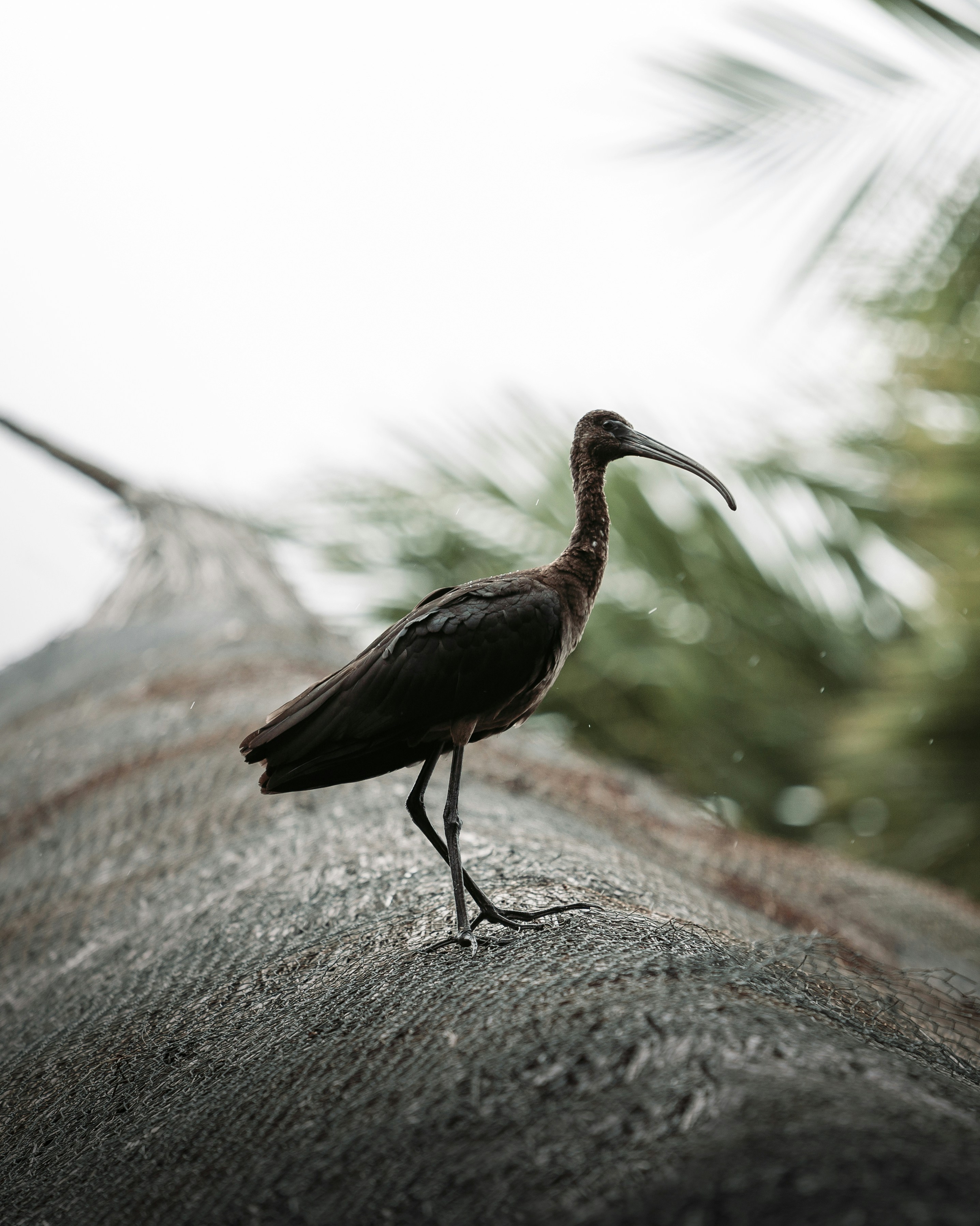 Glossy Ibis On Thatched Roof