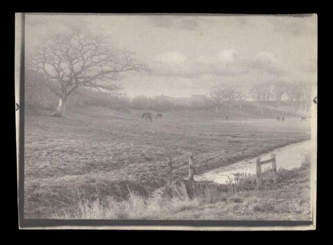 Vintage Pasture with Grazing Horses