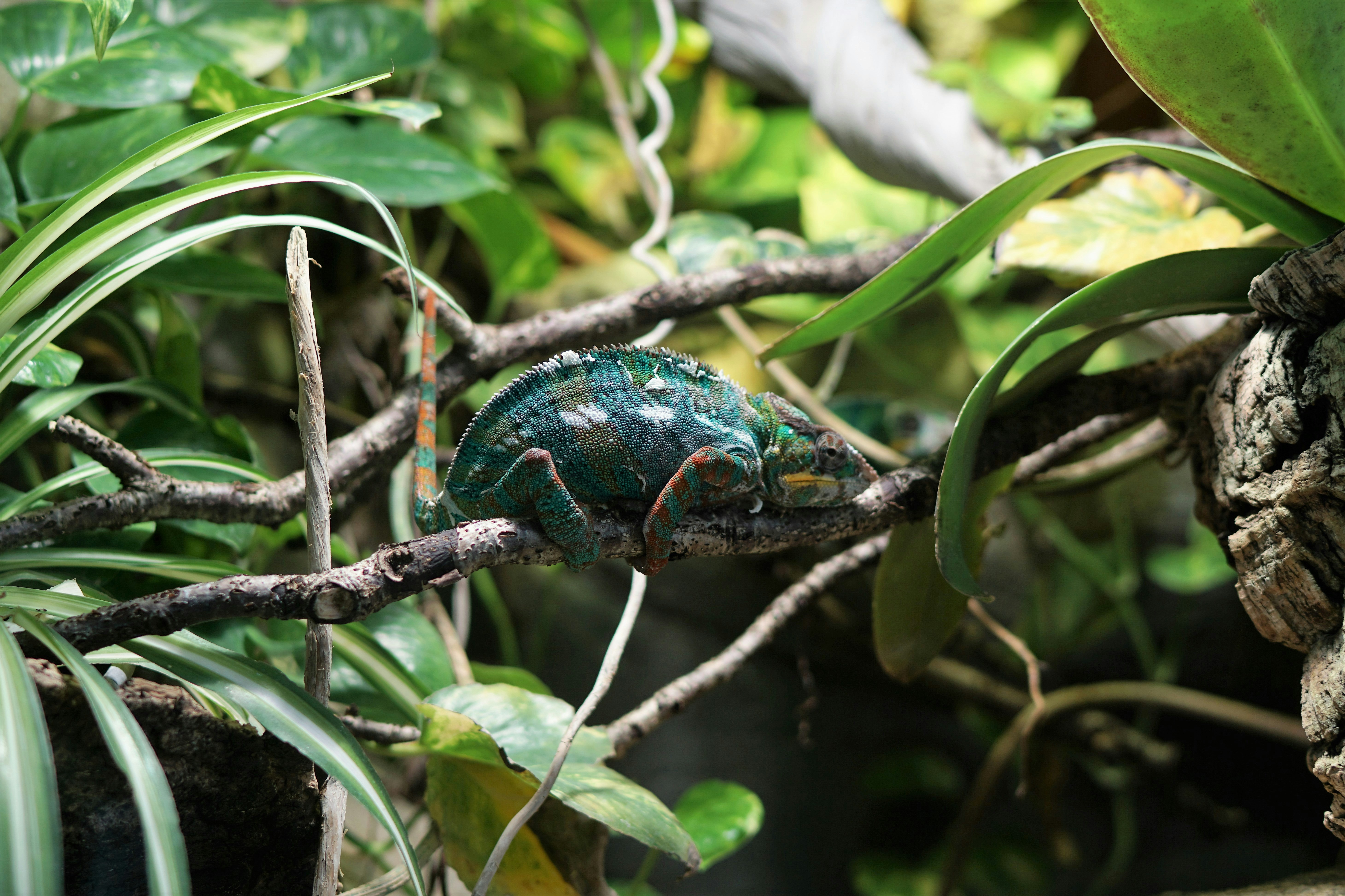 Chameleon Resting on Tree Branch