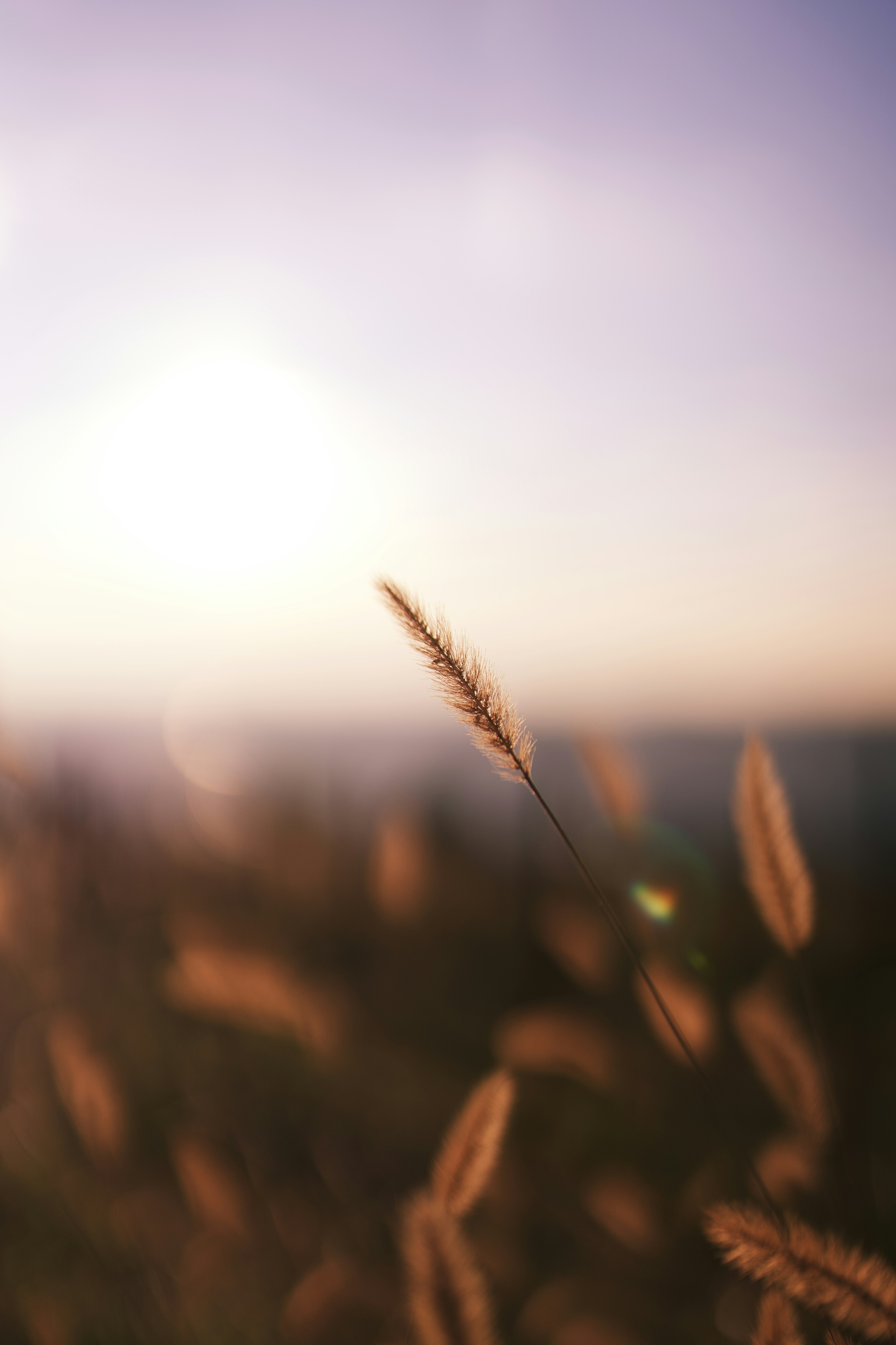 Dogtail Grass At Sunset