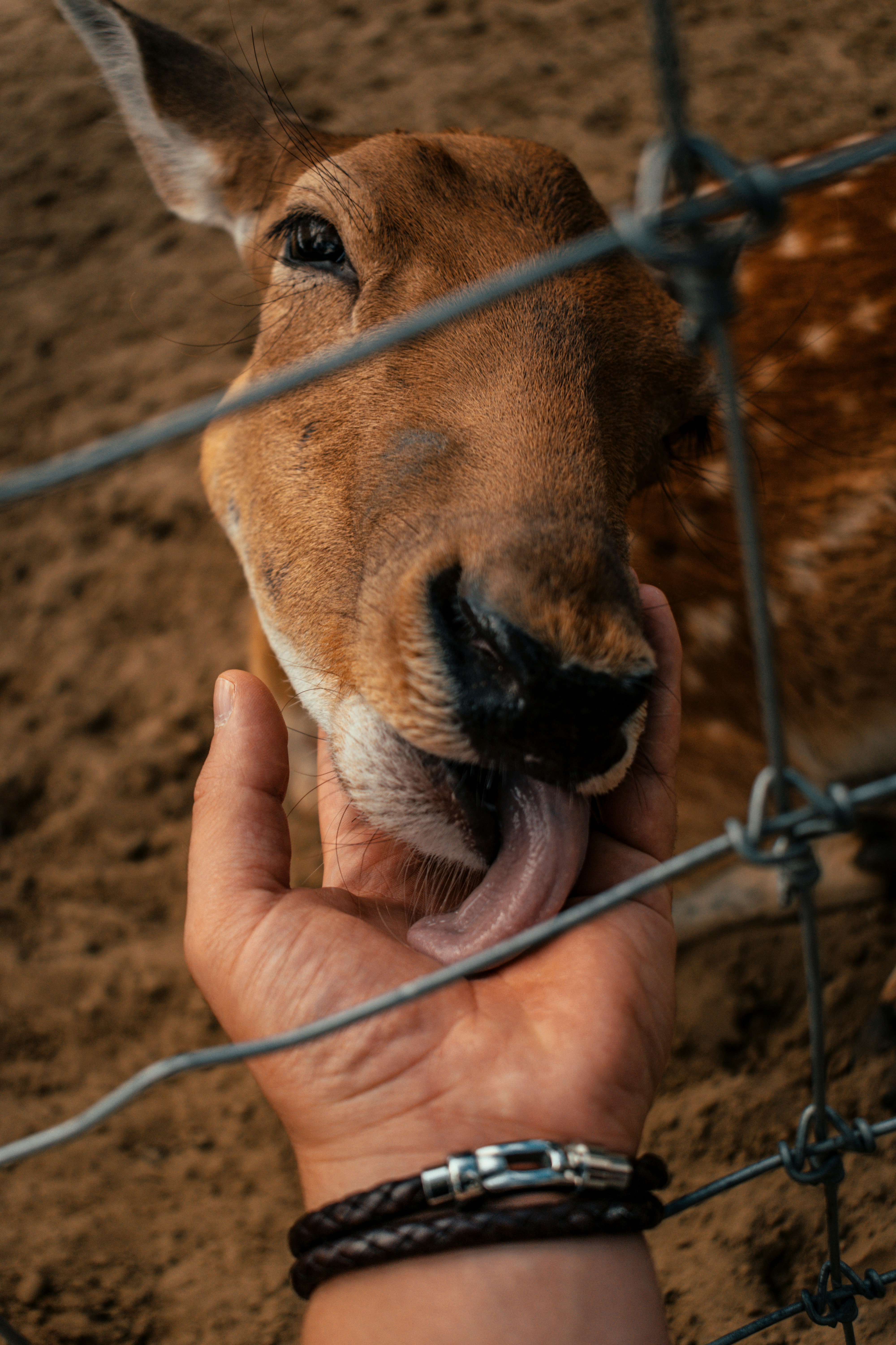 Deer Licking Hand Through Fence