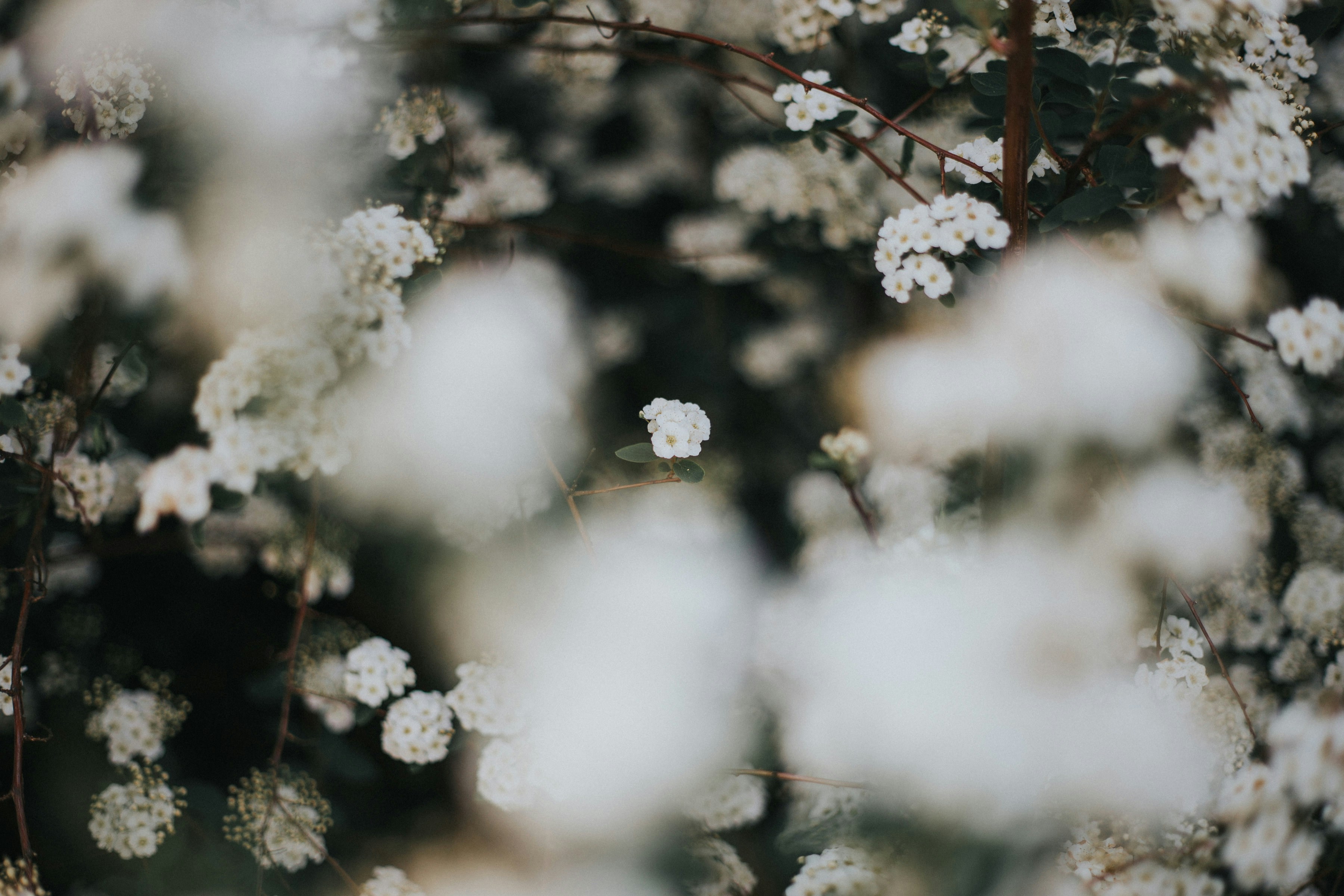 White Small Flower Clusters — Background Images