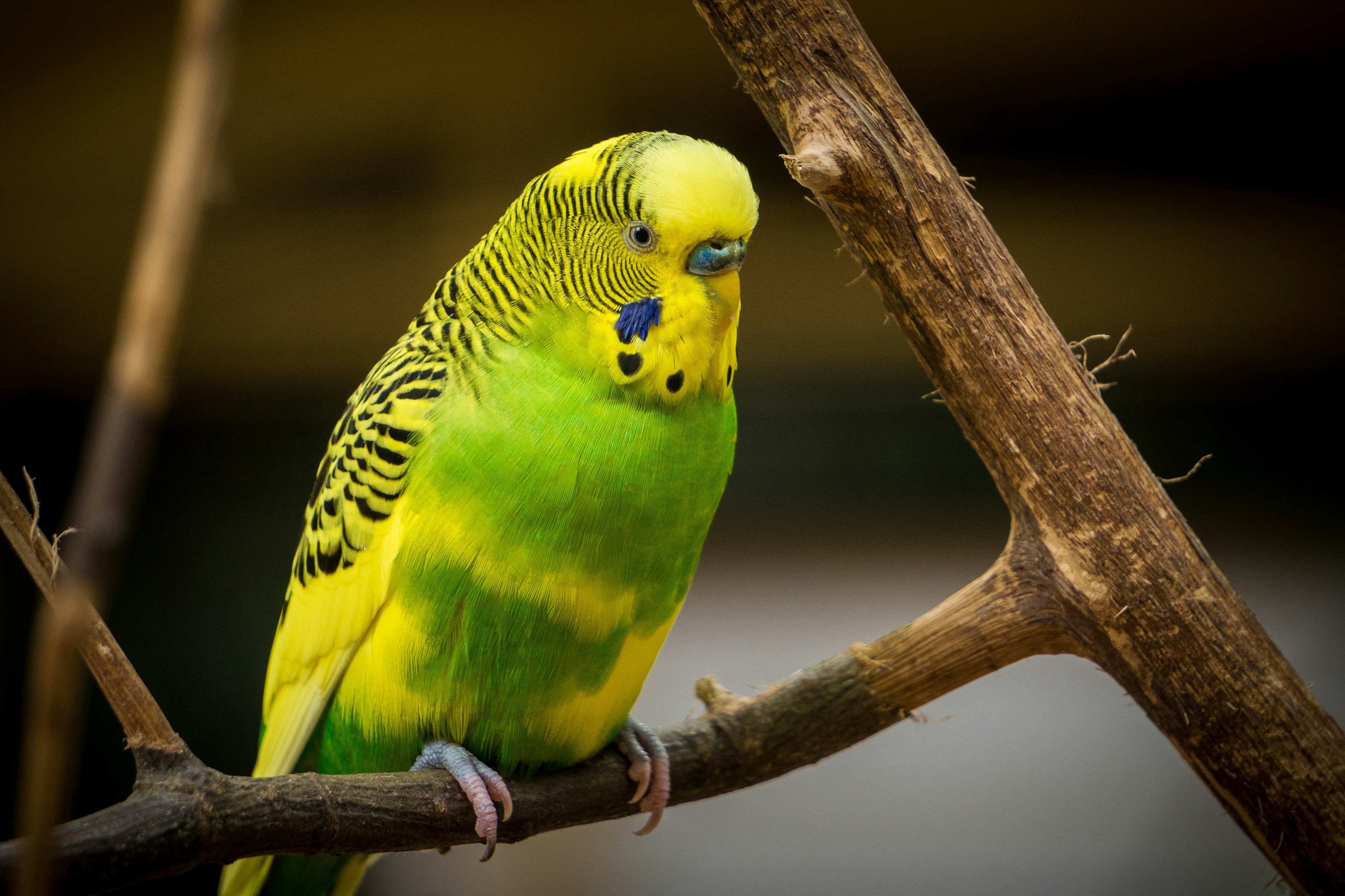 Budgerigar Perched on Dry Branch