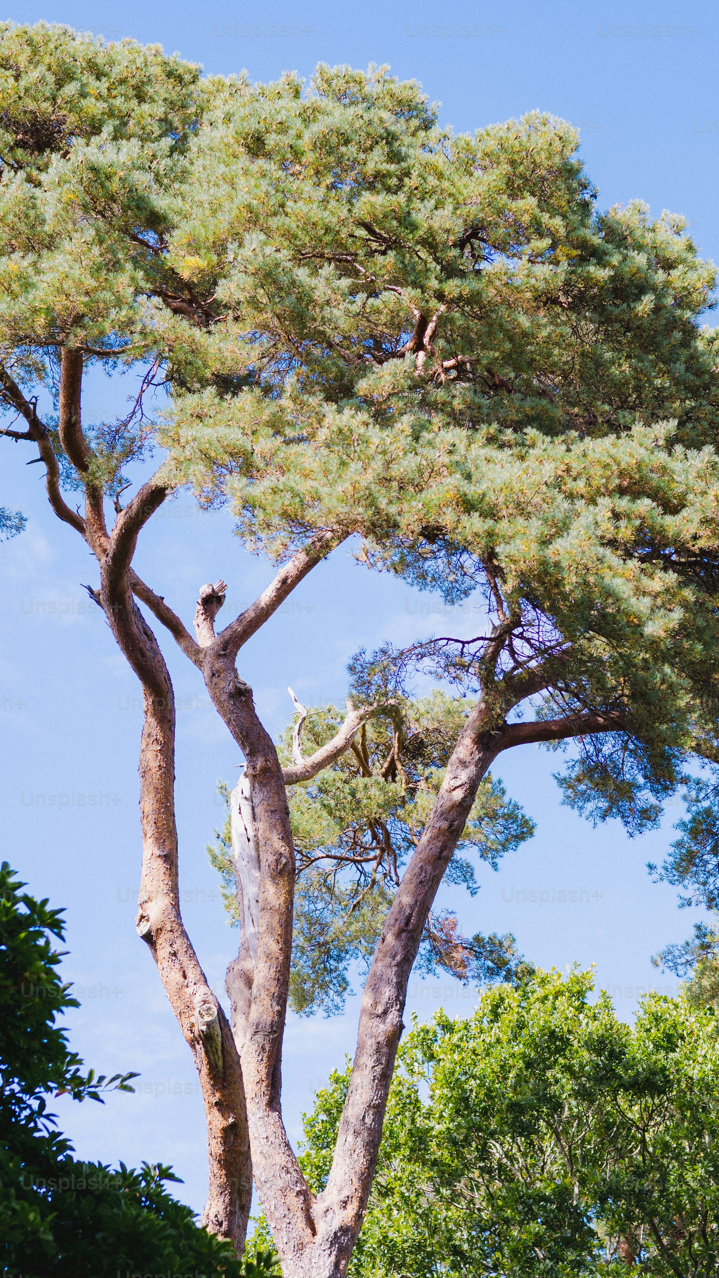 Large Pine Tree Against Blue Sky