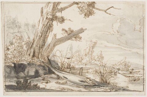 Salmon on Riverbank Sketch