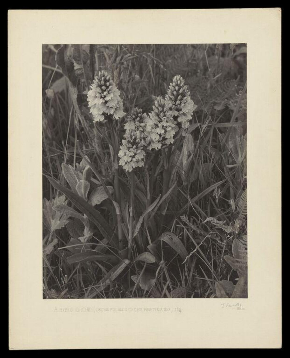 Vintage Photo of Hybrid Orchid