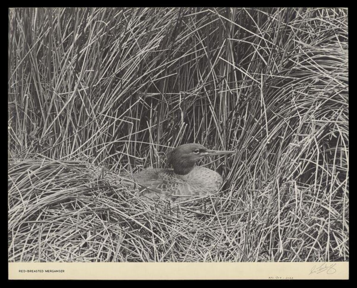 Red-breasted Merganser at Nest