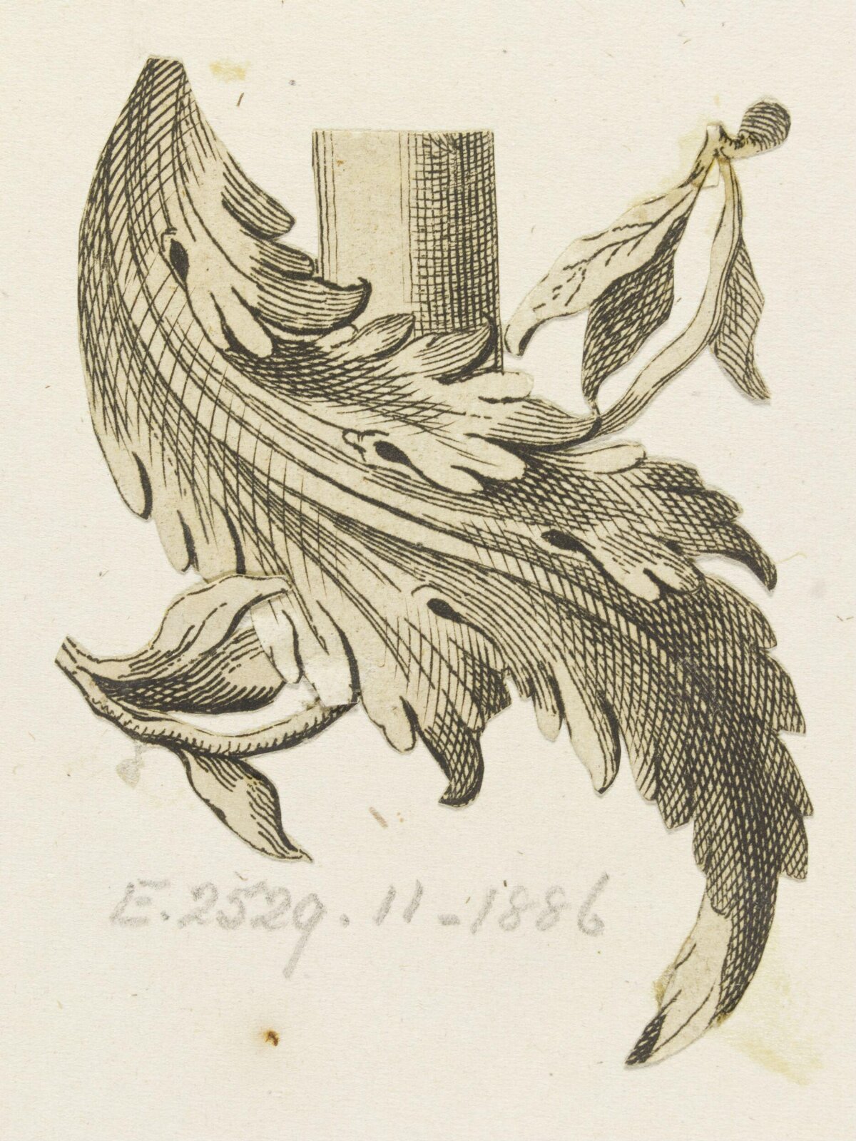 Ink Drawing of Acanthus Leaf Ornament