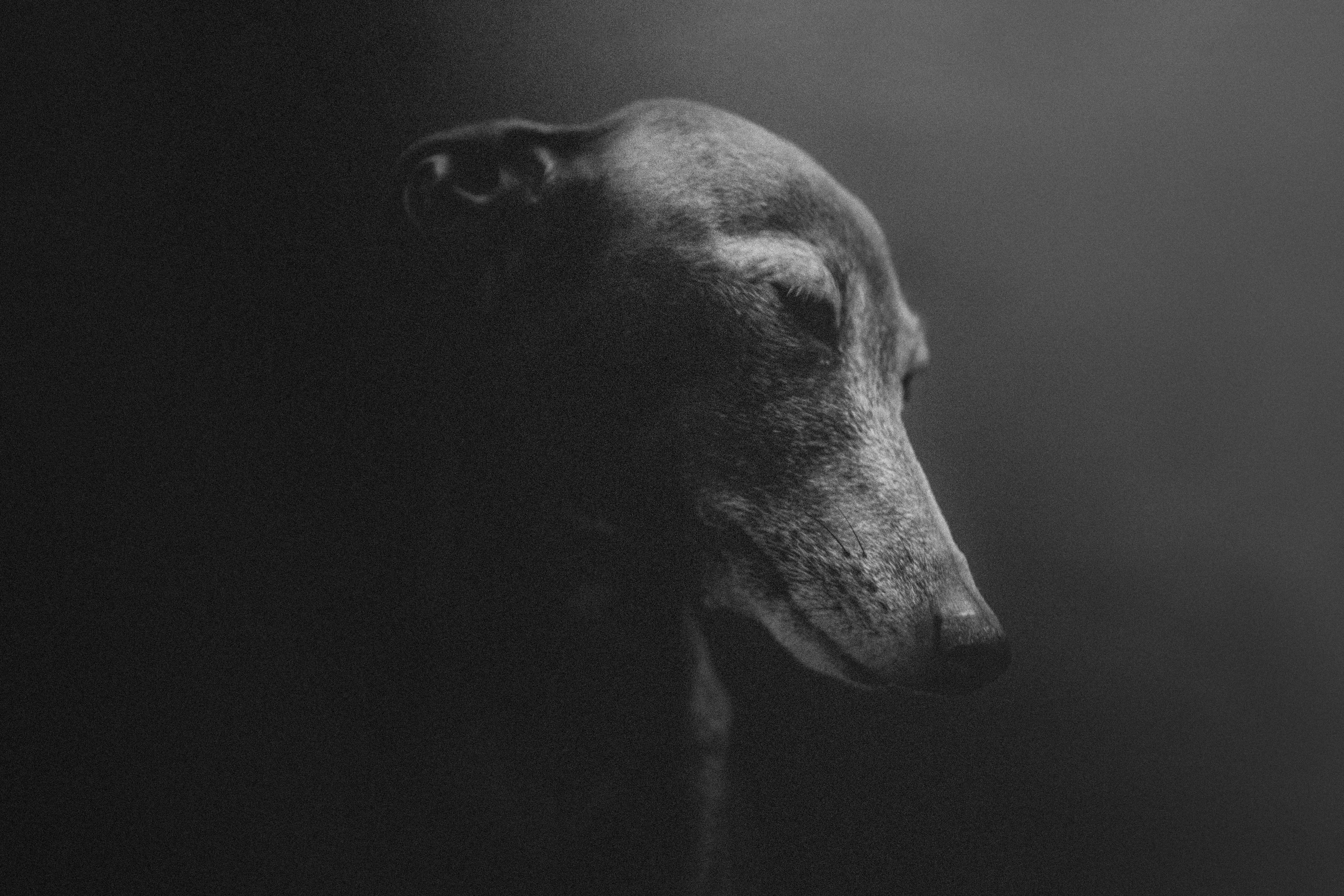 Black and White Dog Side Profile