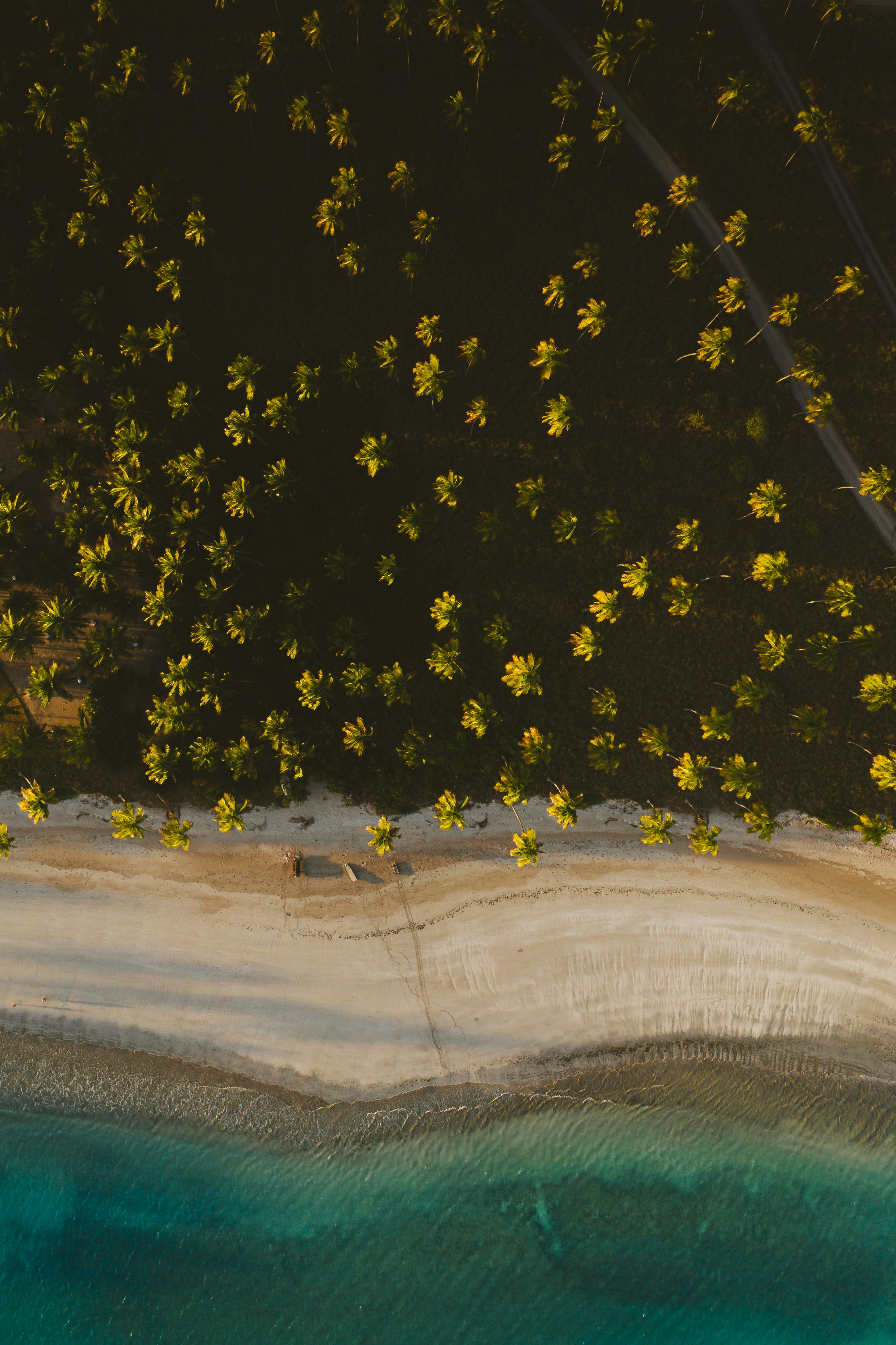 Aerial View of Tropical Coconut Beach
