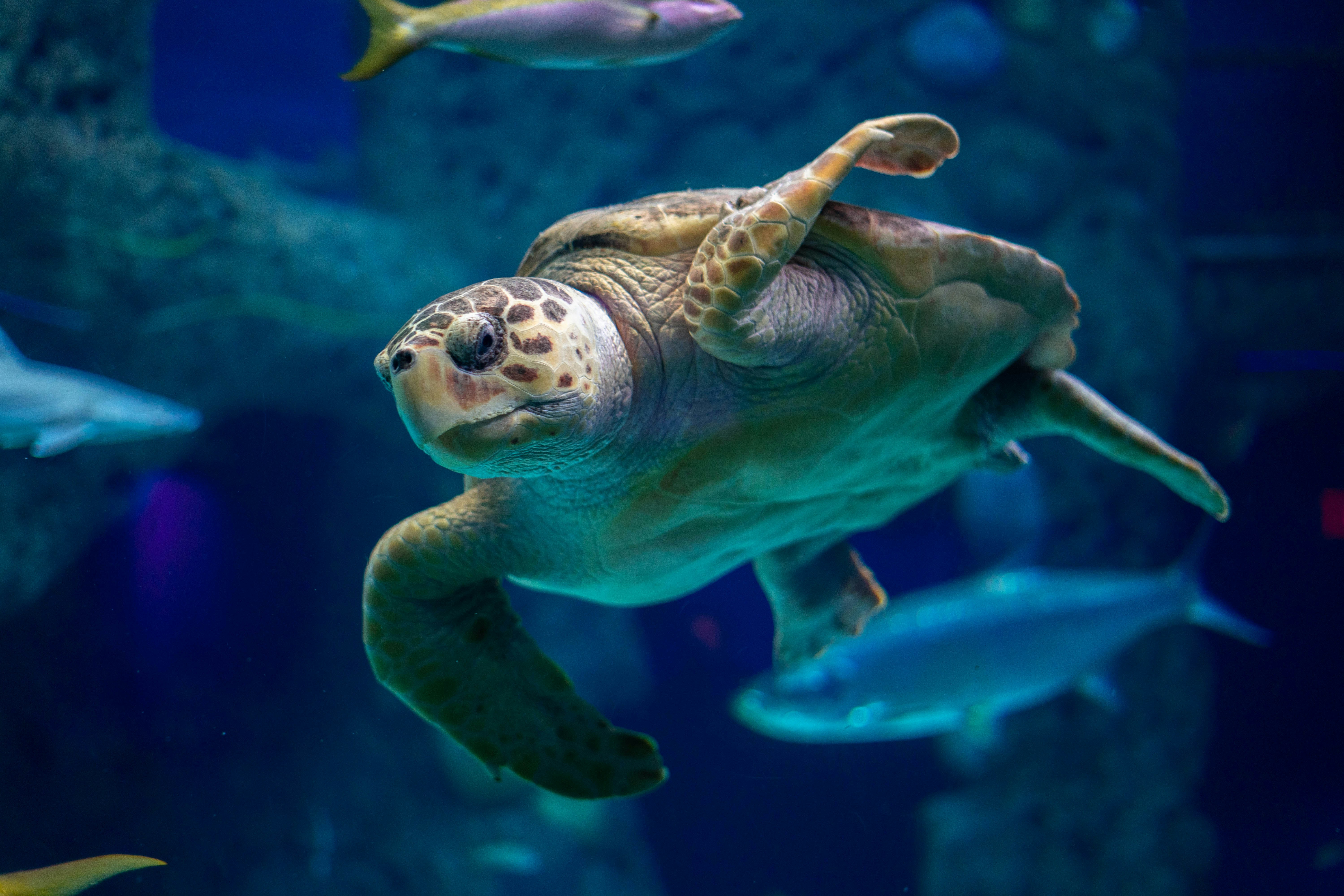 Sea Turtle Swimming Underwater