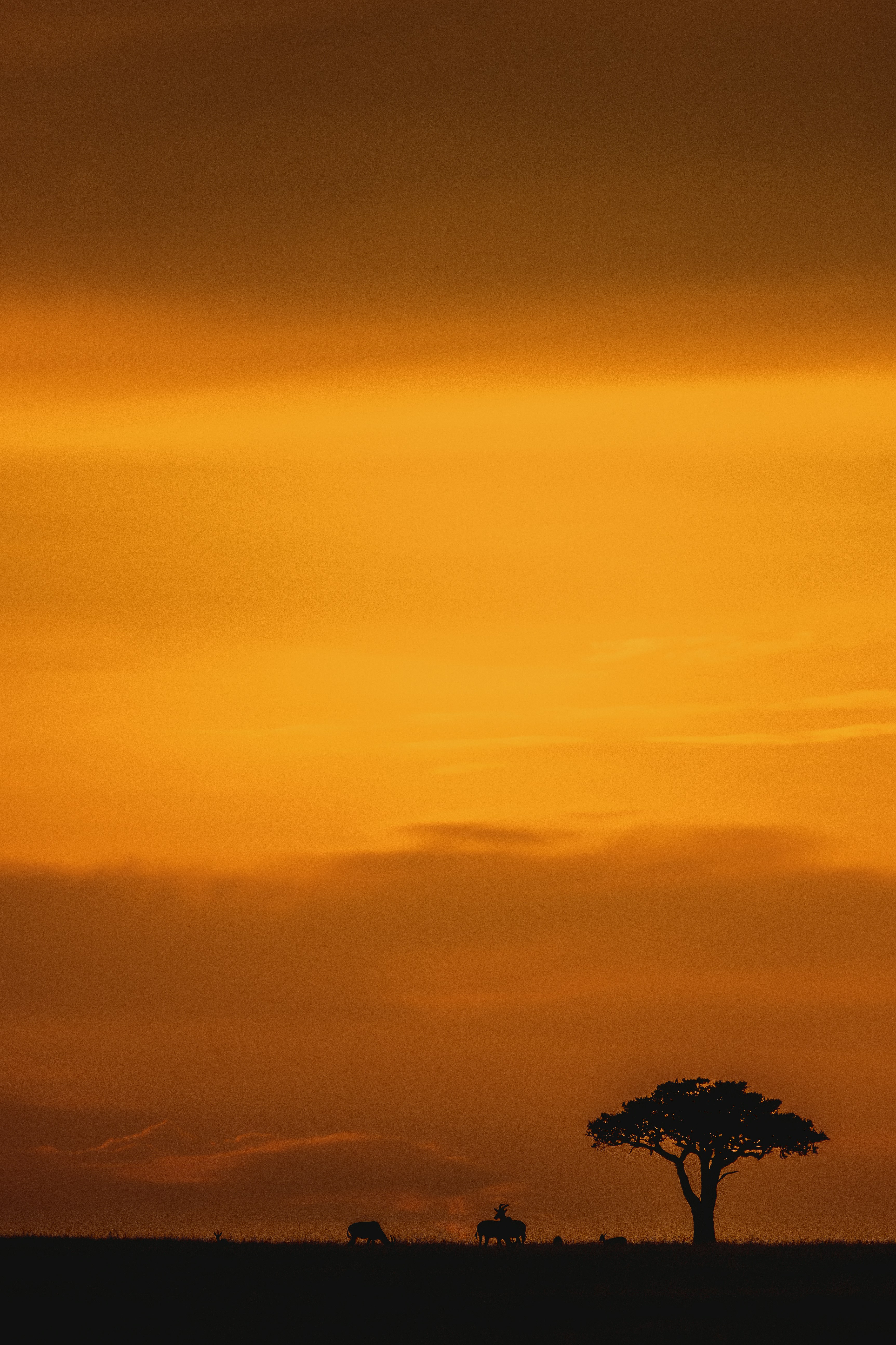 African Savanna Sunset