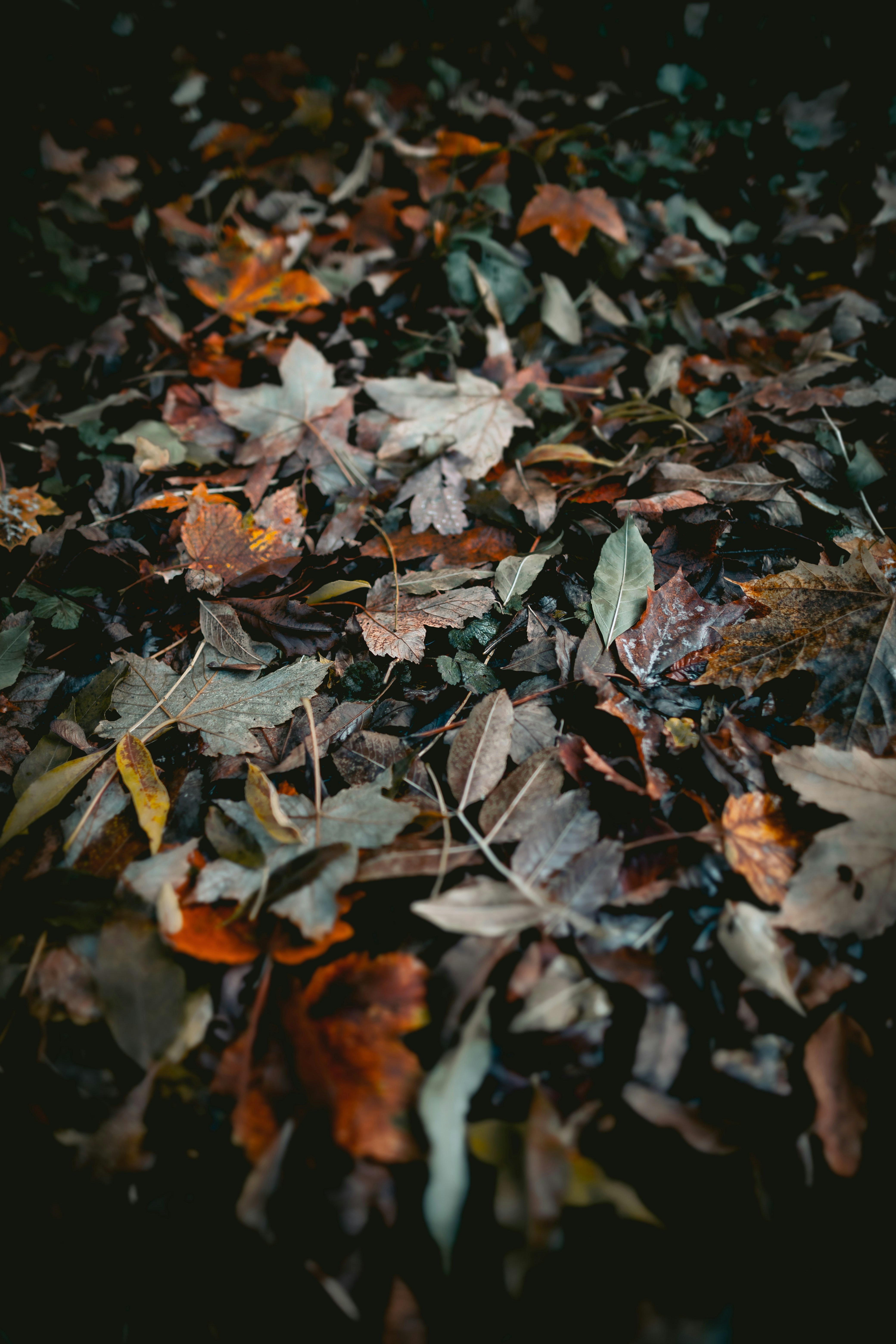 Fallen Autumn Leaves on Ground