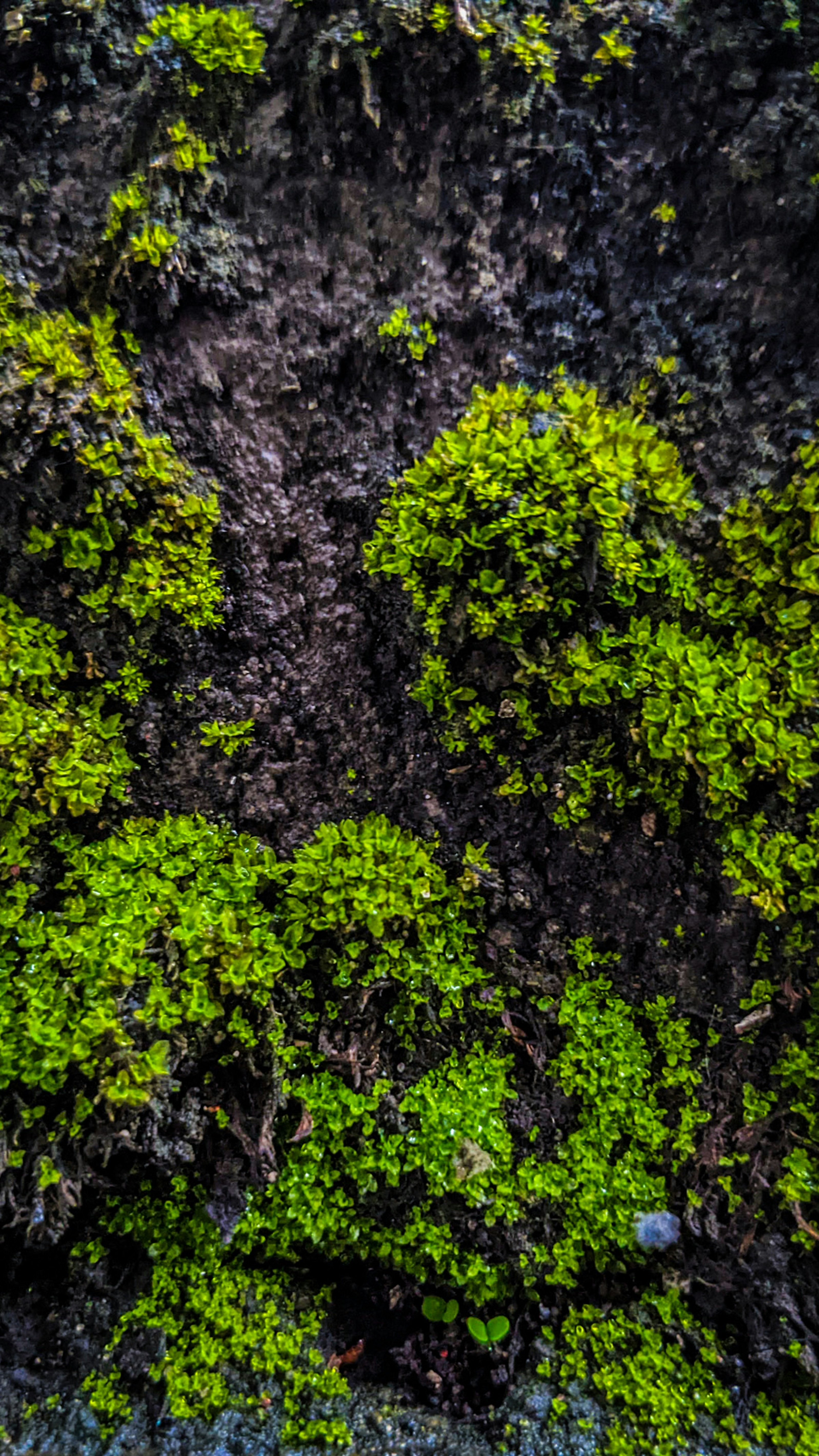 Forest & Flora