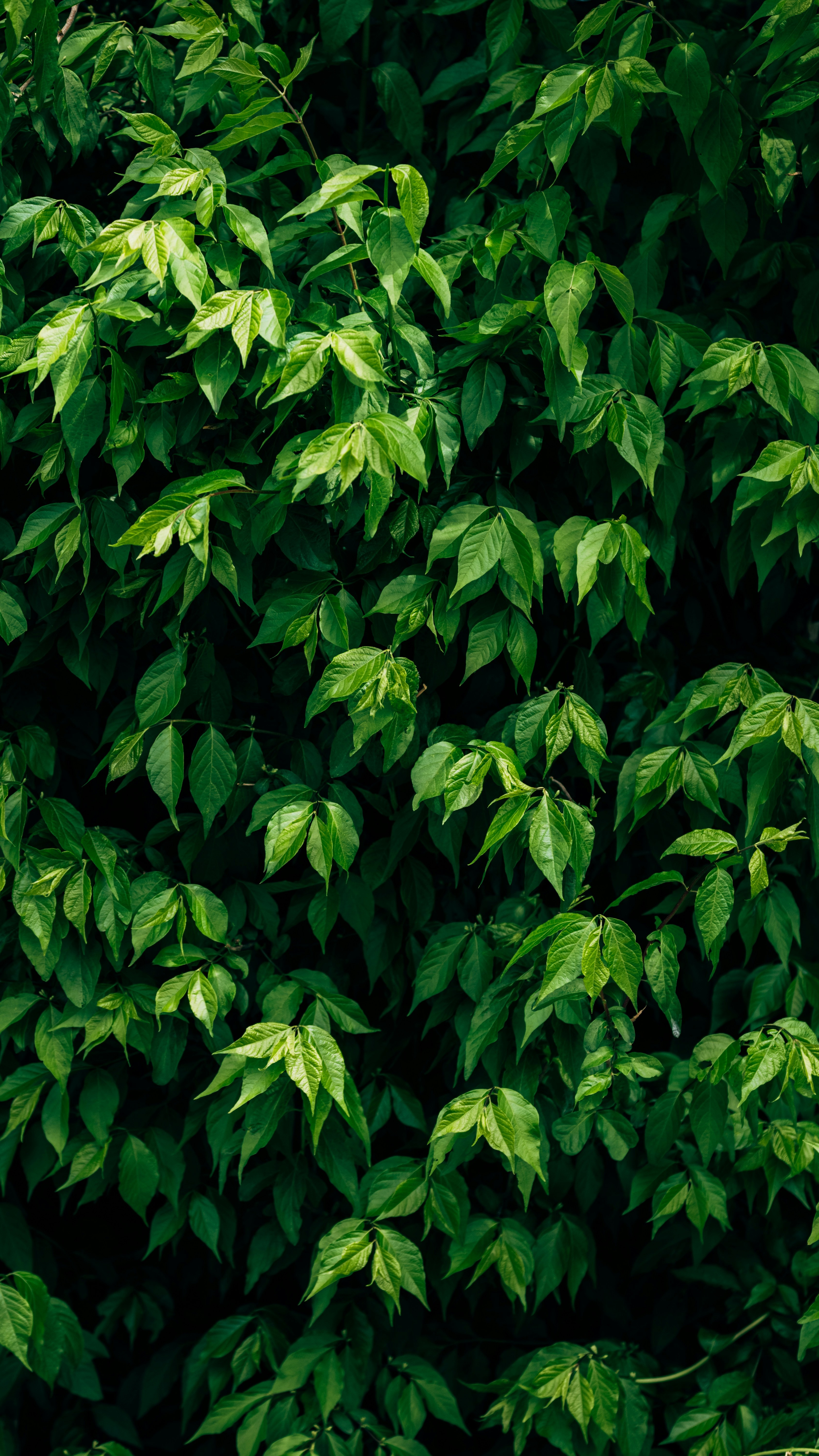Wallpapers
