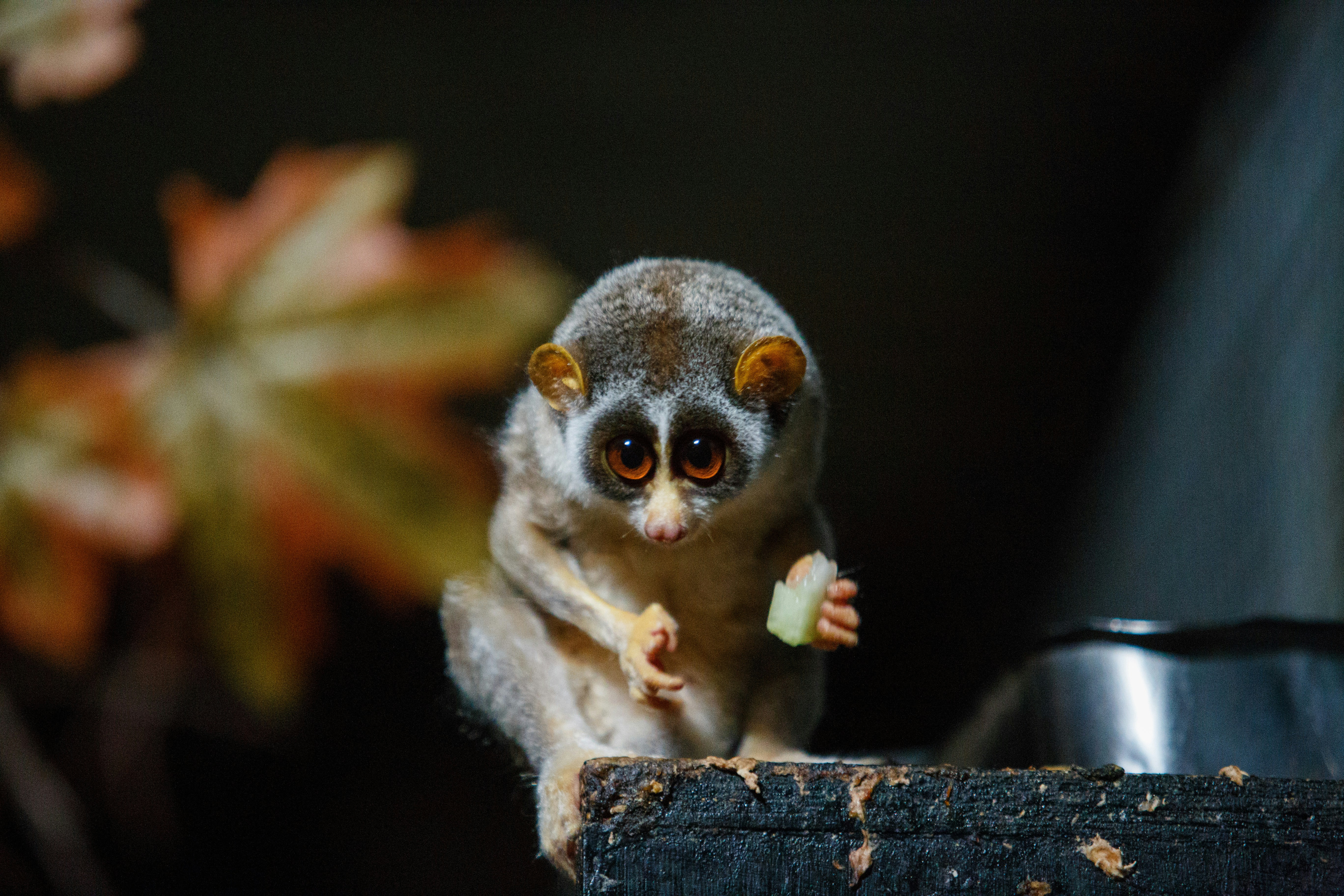 Slow Loris Holding Celery