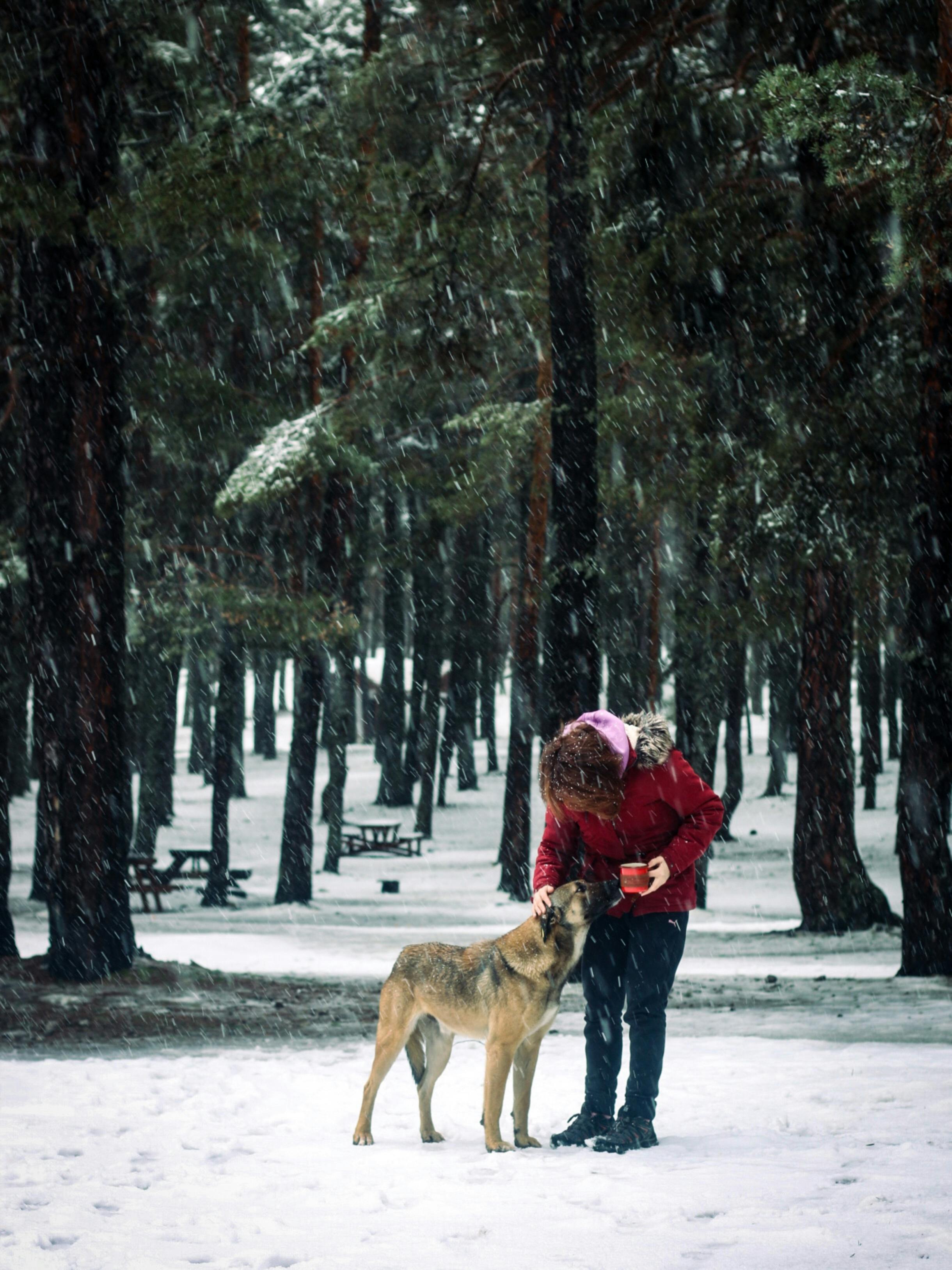 Woman And Dog In Snowy Pine Forest