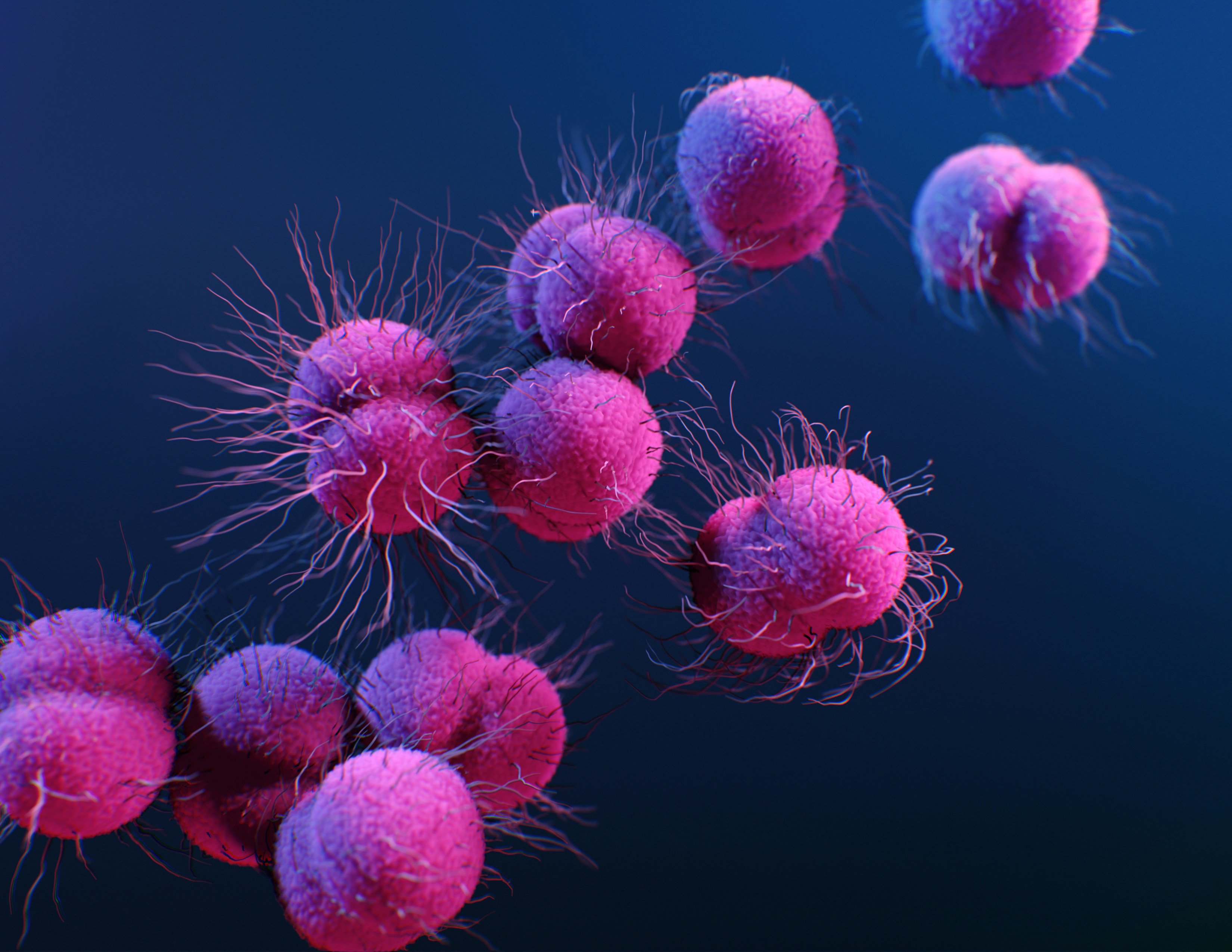 Meningococcal Bacteria 3D Illustration