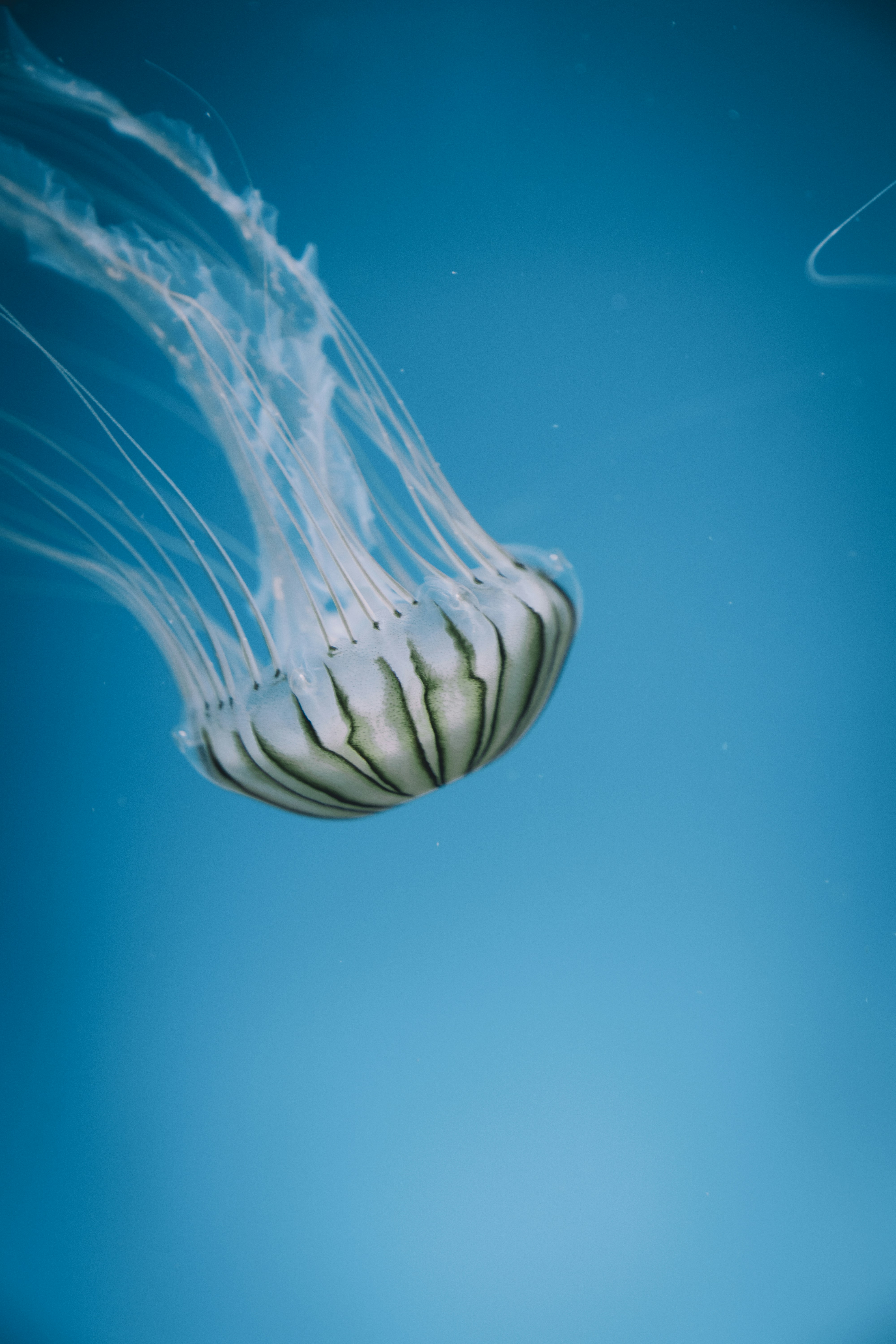 Striped Jellyfish Underwater