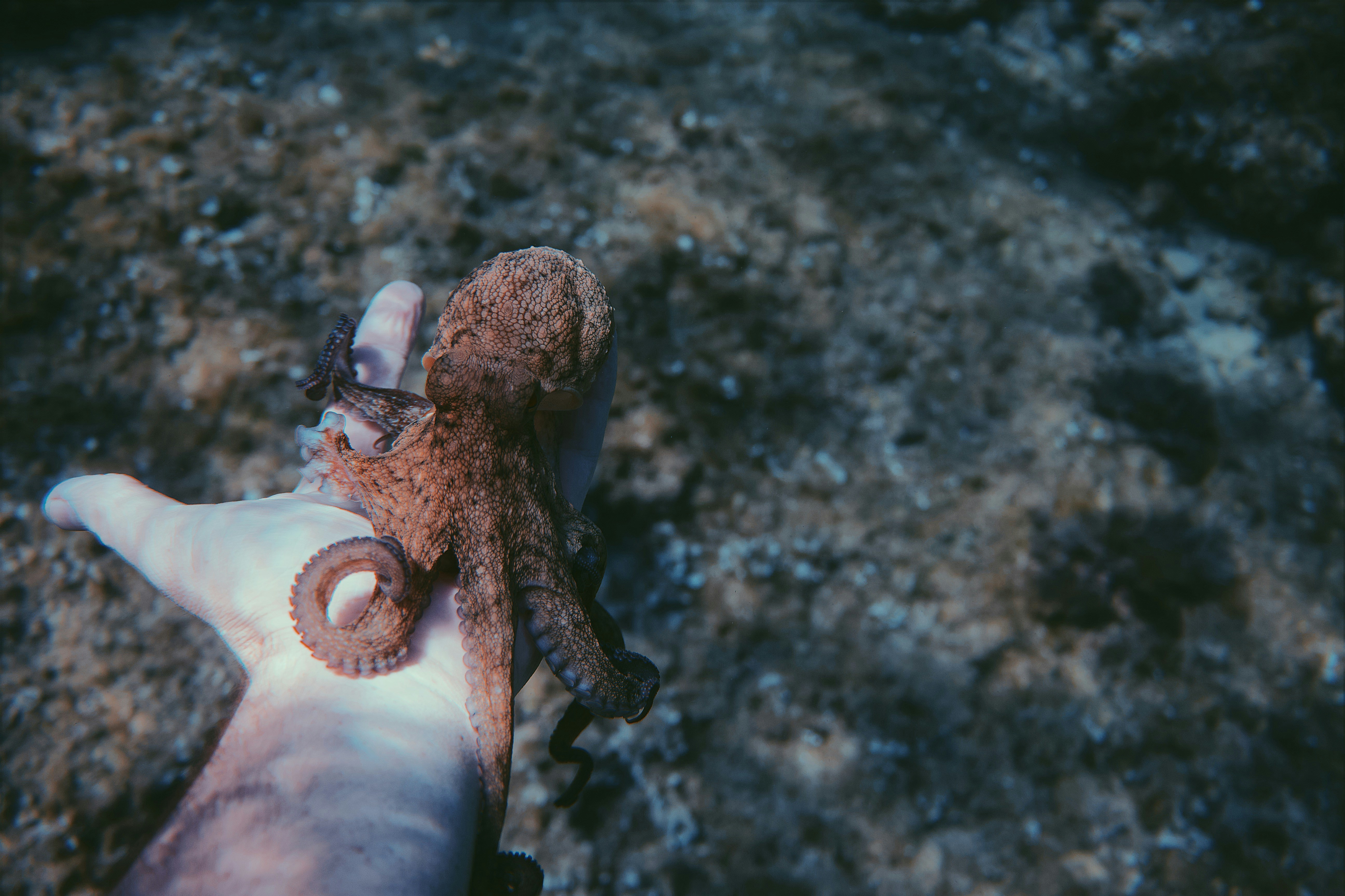 Small Octopus on Diver's Hand Underwater