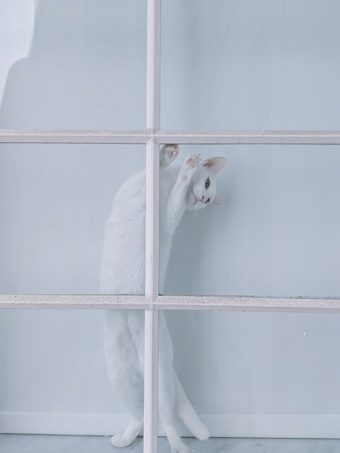 White Cat Playing by Window Screen