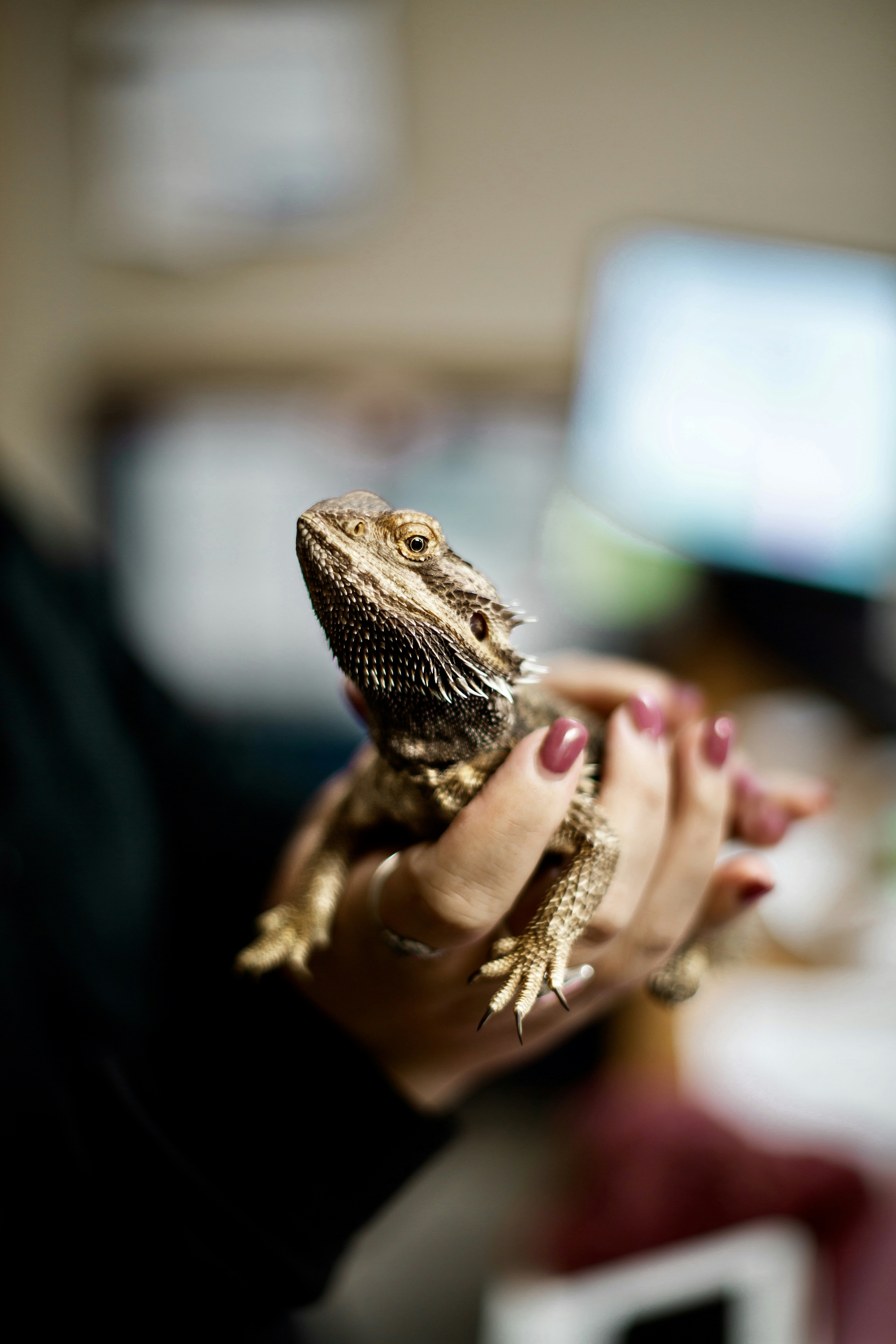Bearded Dragon Held in Human Hand