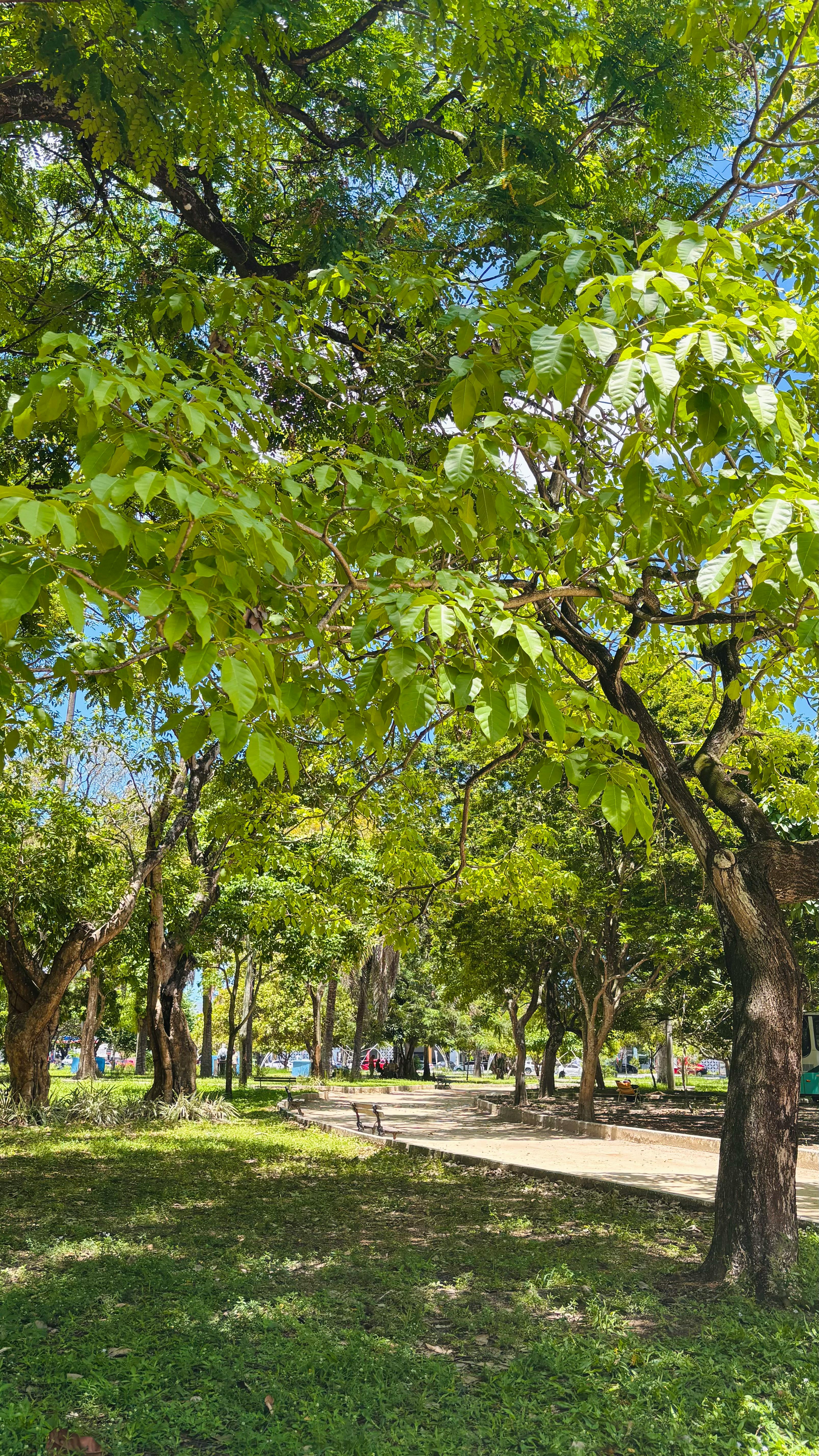 Sunny Public Park Path