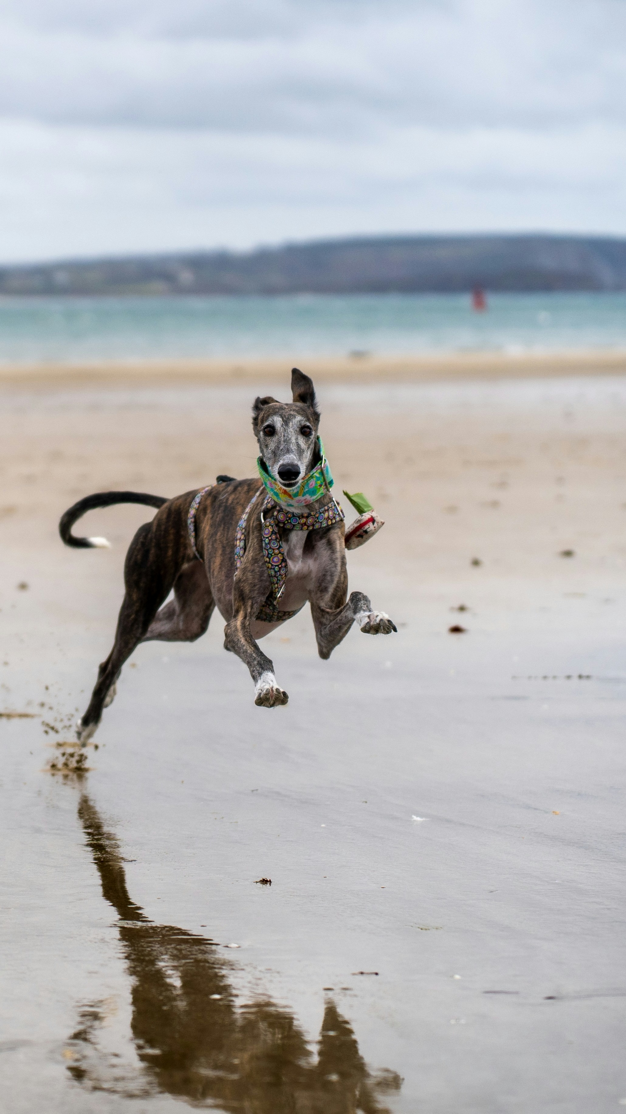 Greyhound Running On Sandy Beach