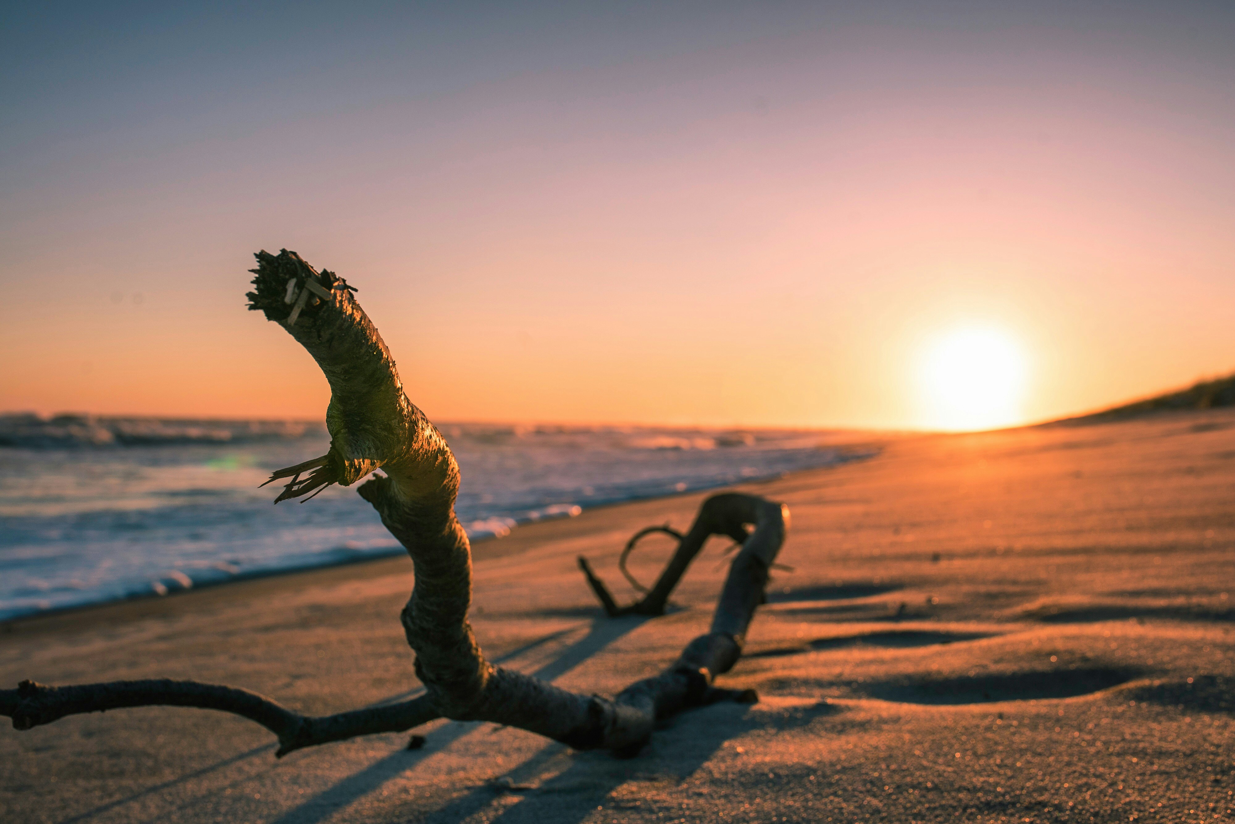 Driftwood on Beach at Sunset