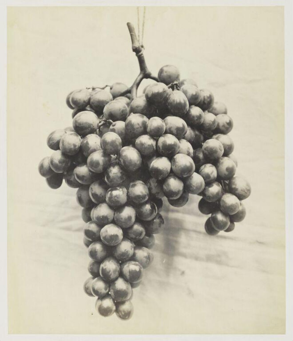 Vintage Still Life of Grapes