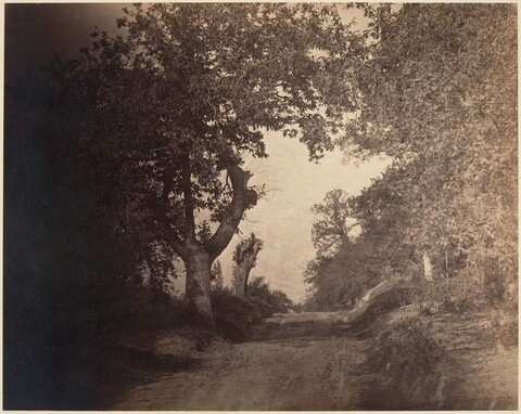 Vintage Tree-Lined Country Road