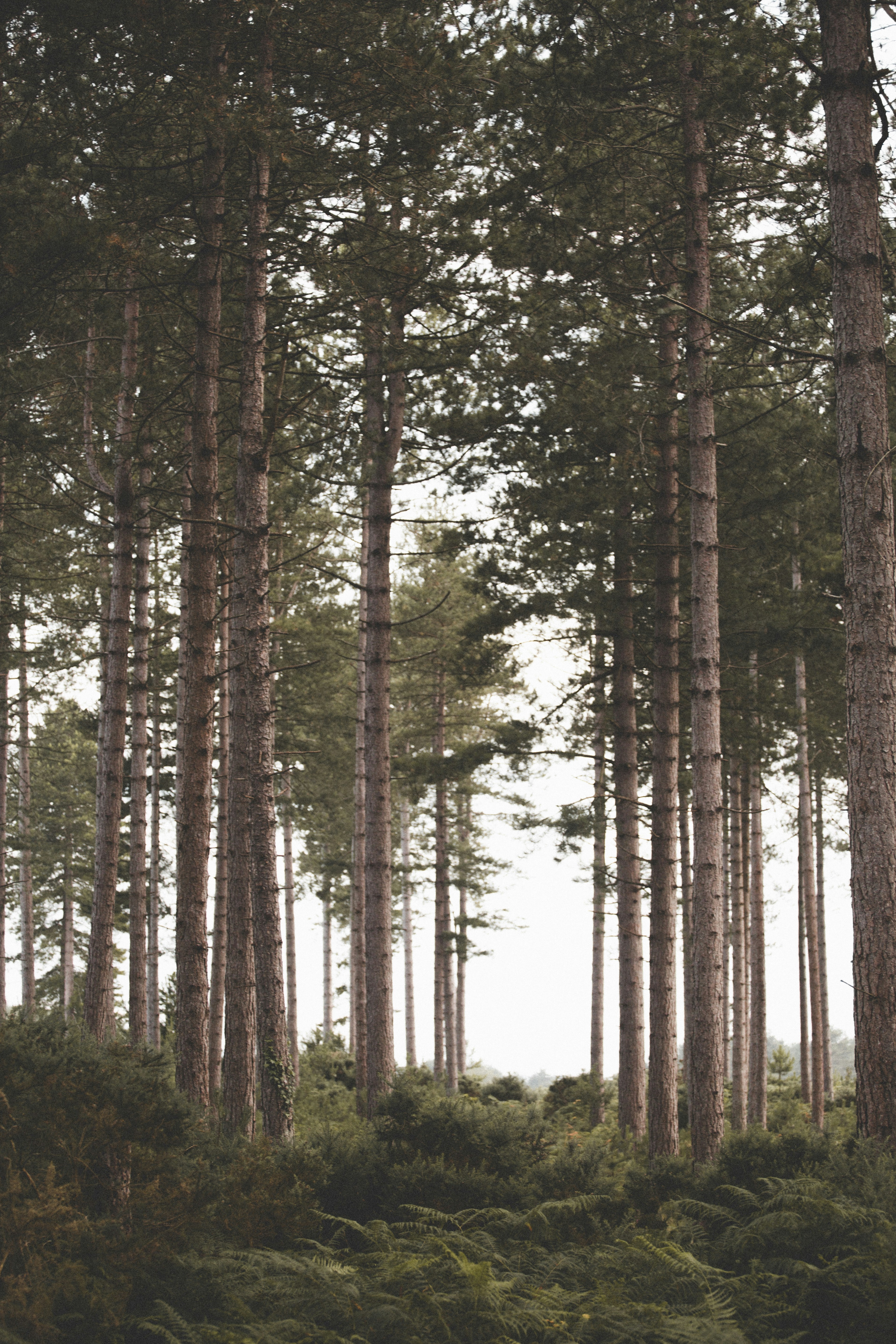 Dense Tall Pine Forest