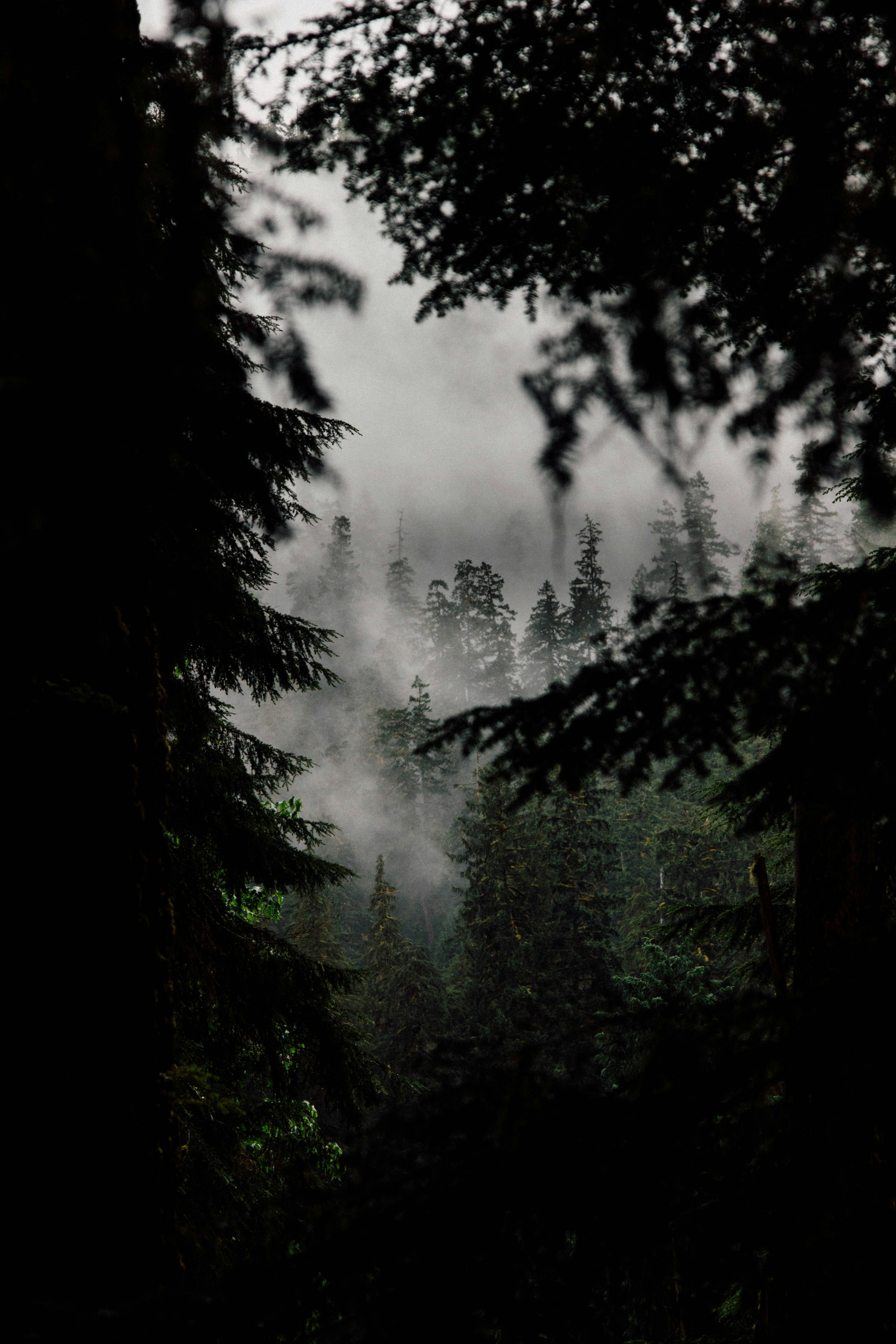 Misty Coniferous Forest