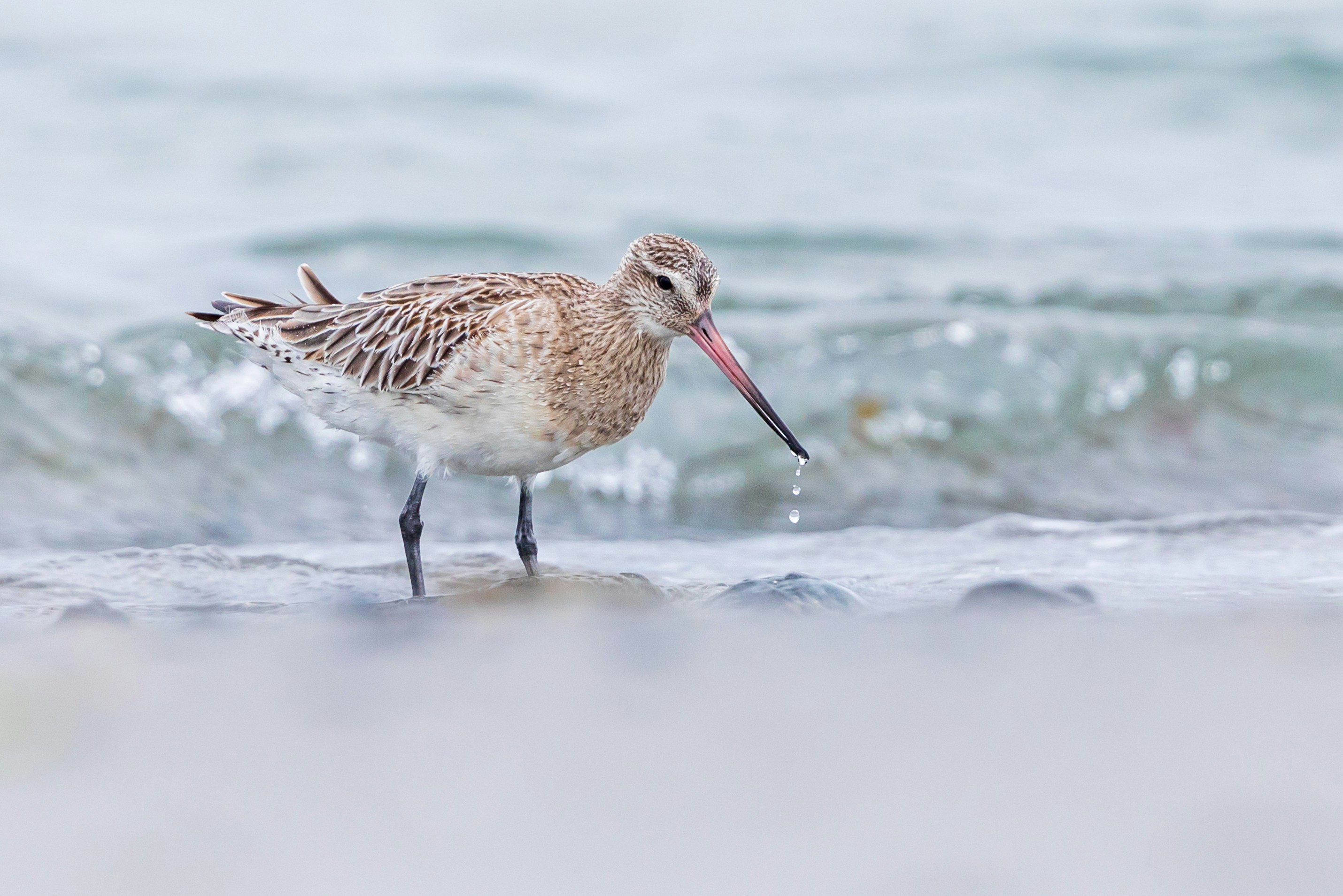 Bar-tailed Godwit Wading in Shallows