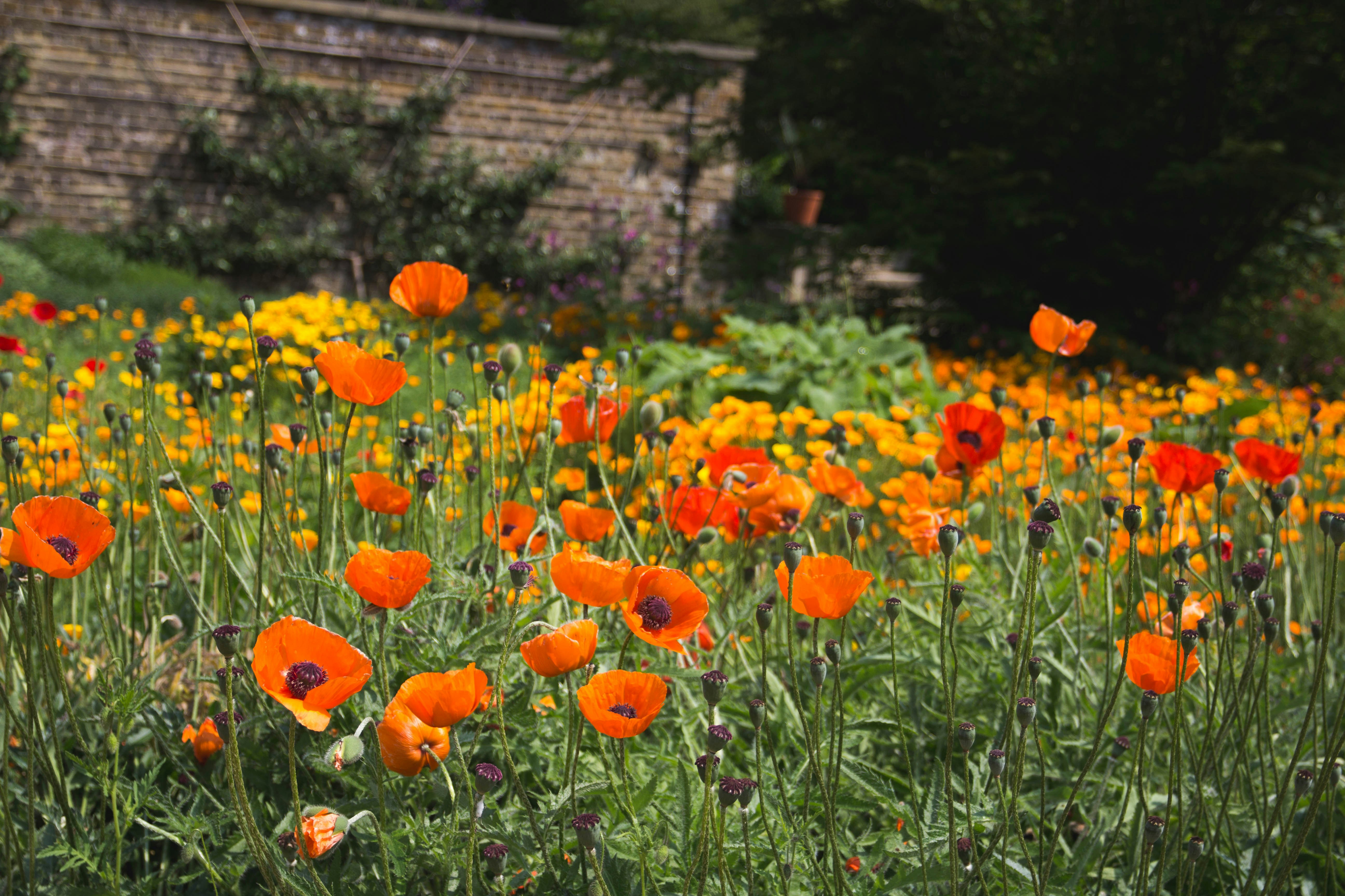 Orange Poppy Garden in Sunlight