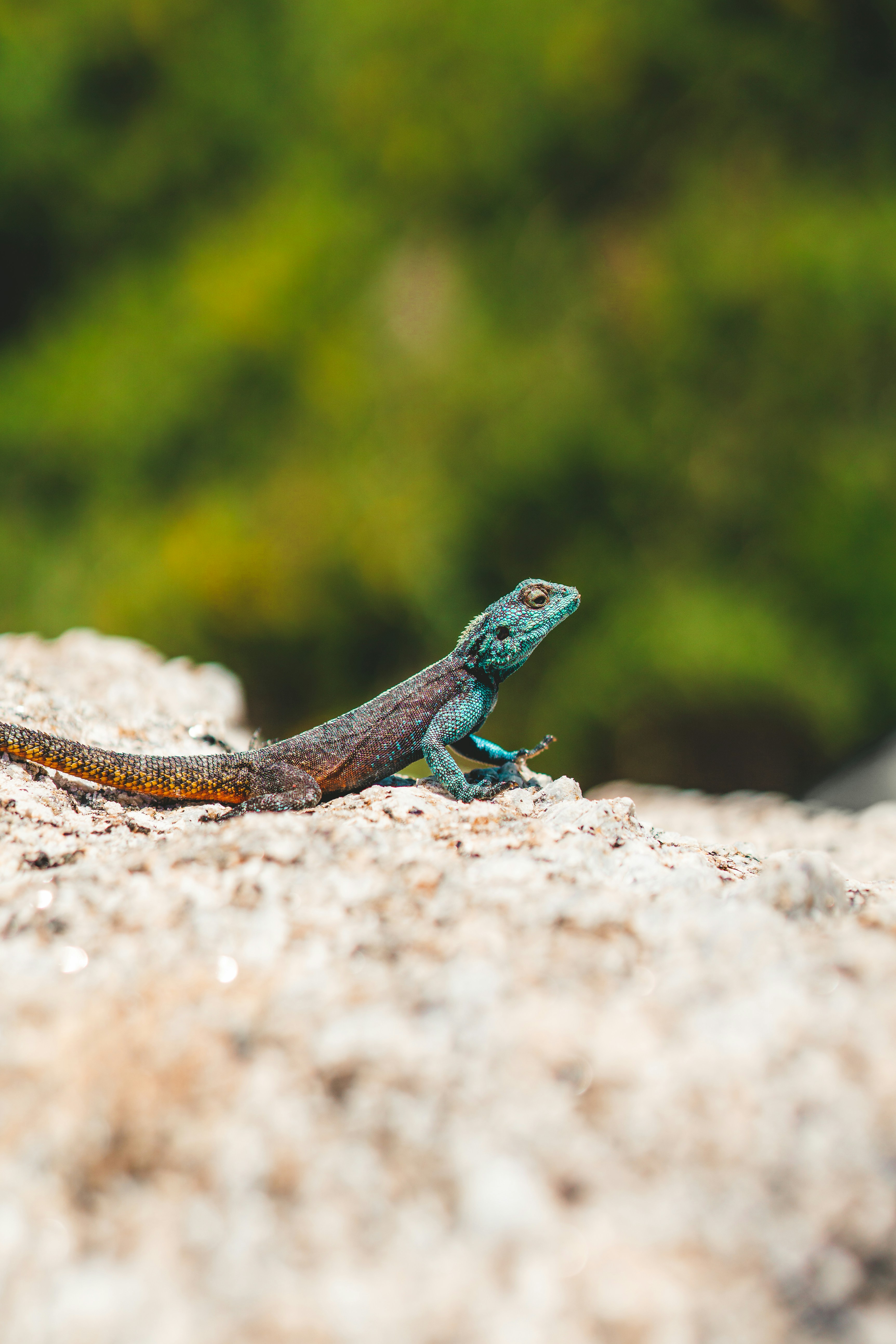 Blue-headed Lizard Resting on Rock