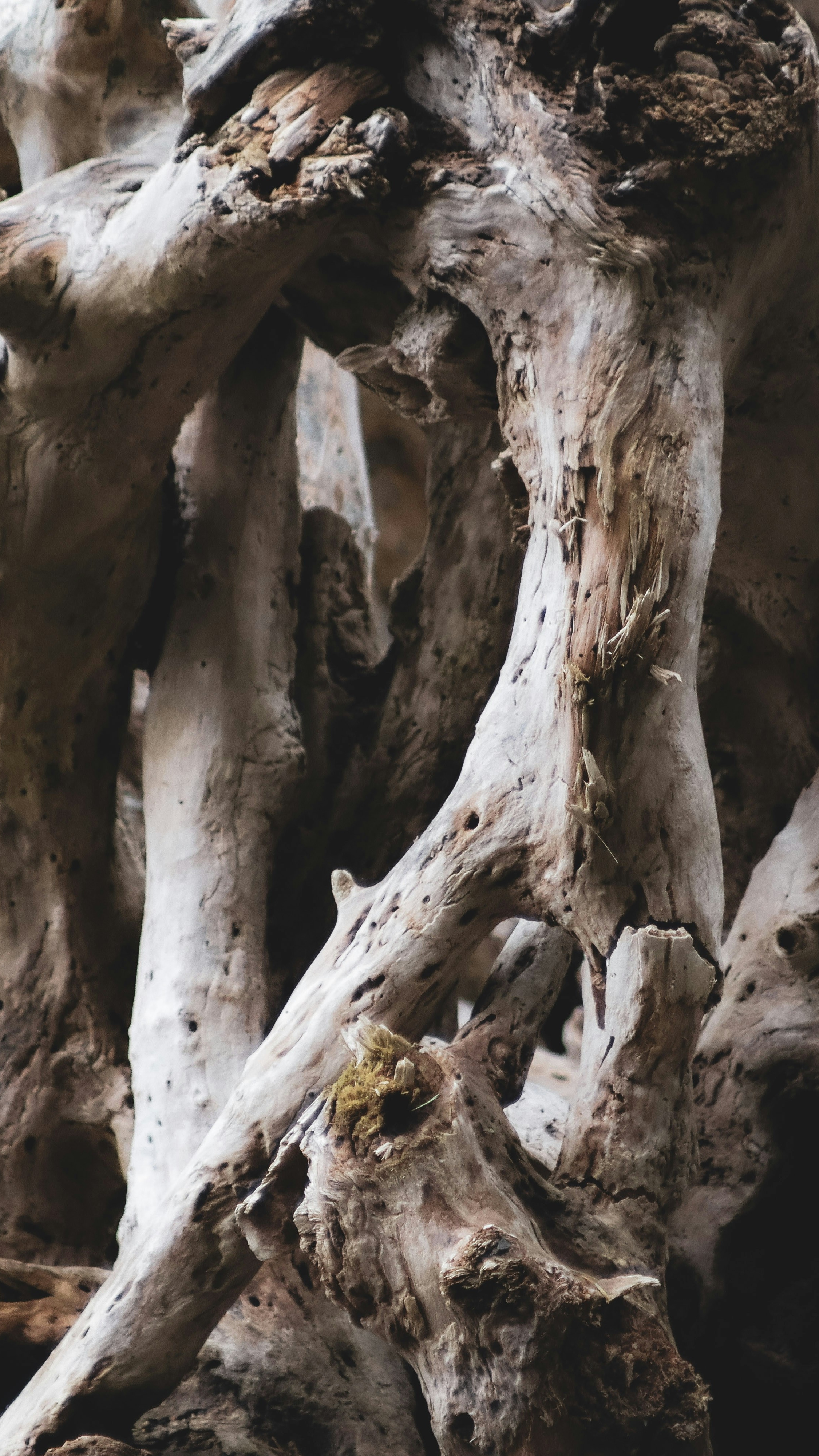 Tangled Weathered Driftwood