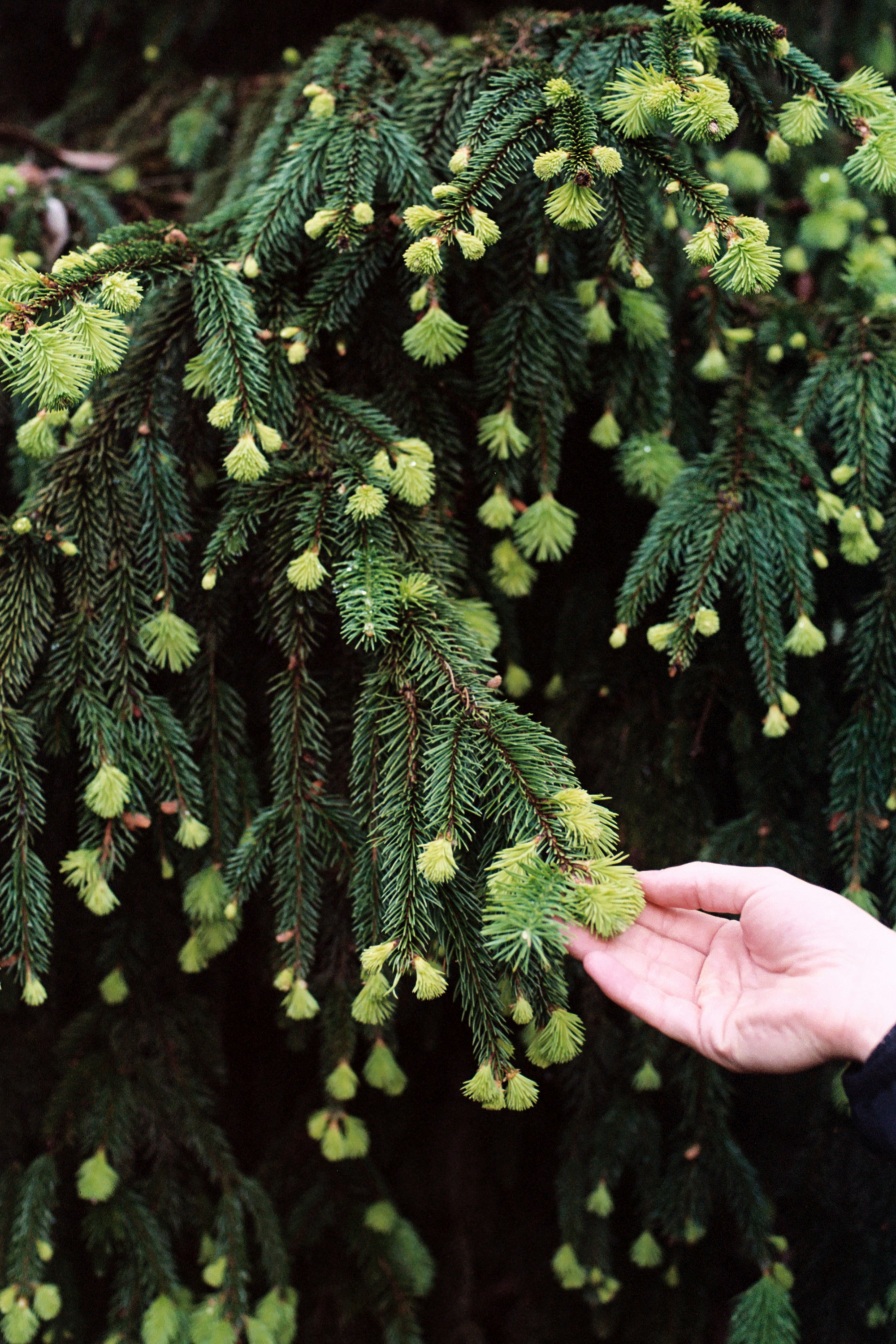 Hand Touching Fresh Spruce Shoots