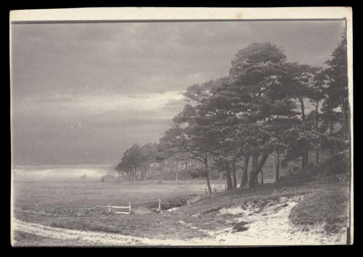 Vintage Misty Pine Landscape