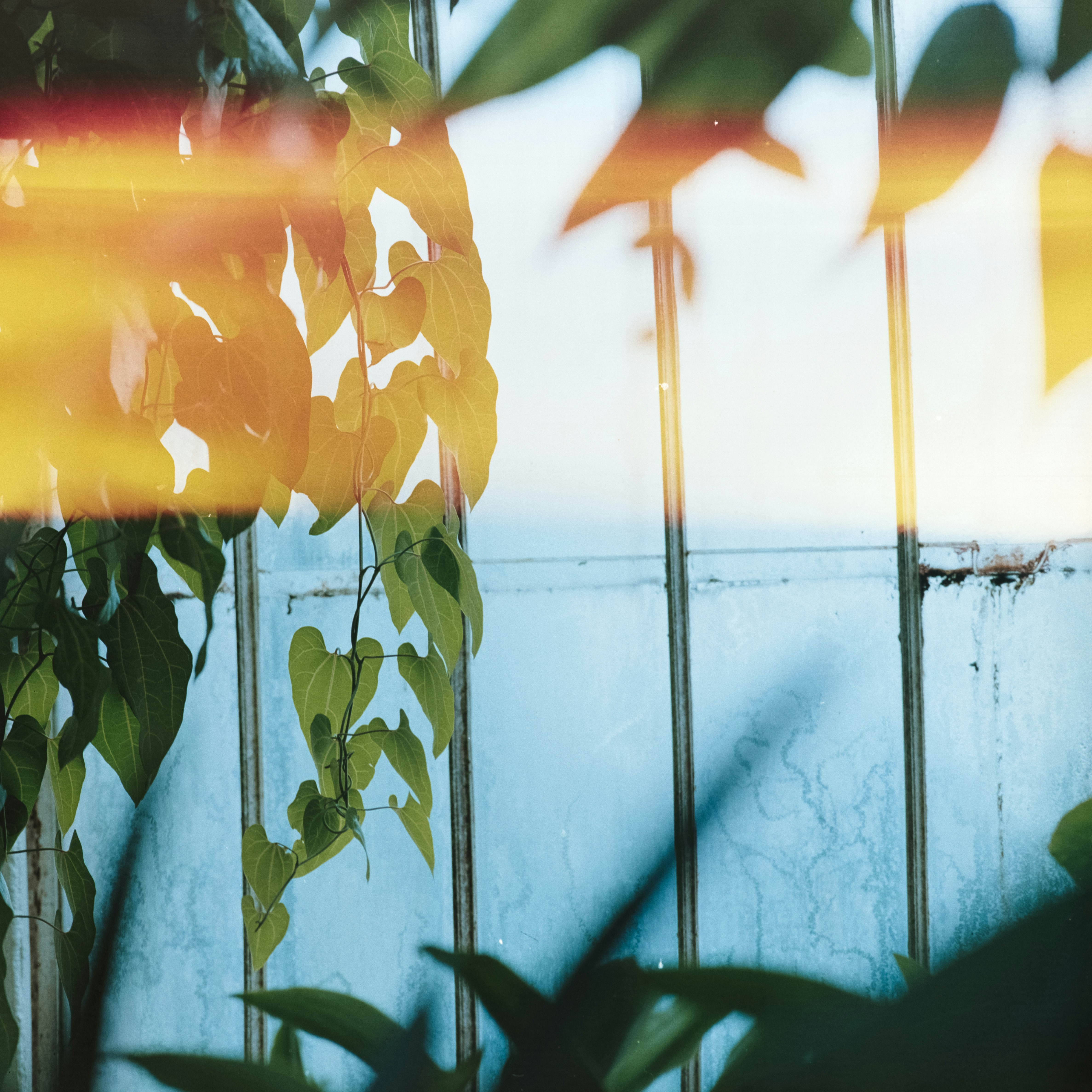 Sunlit Climbing Vines by Blue Wall