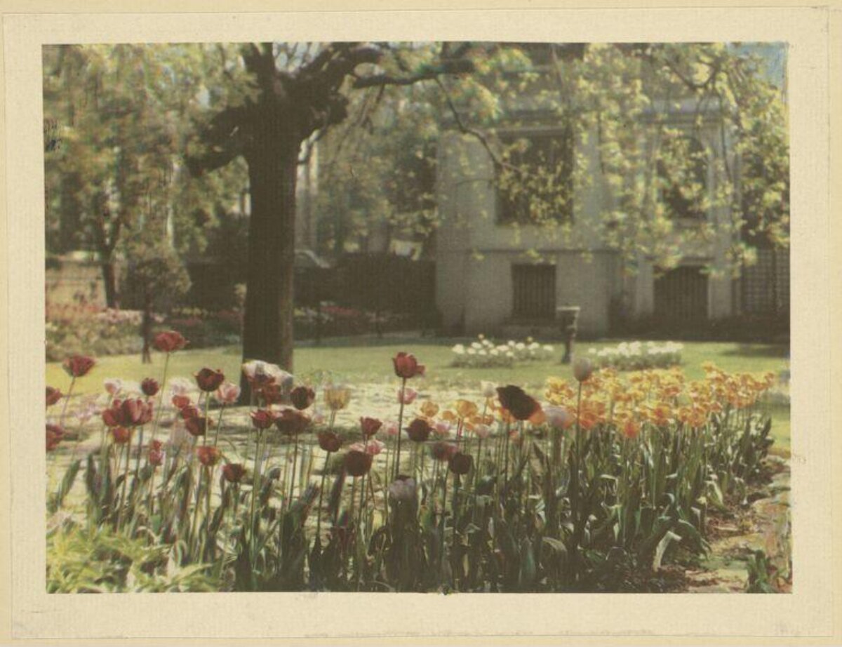 Vintage Spring Tulip Garden