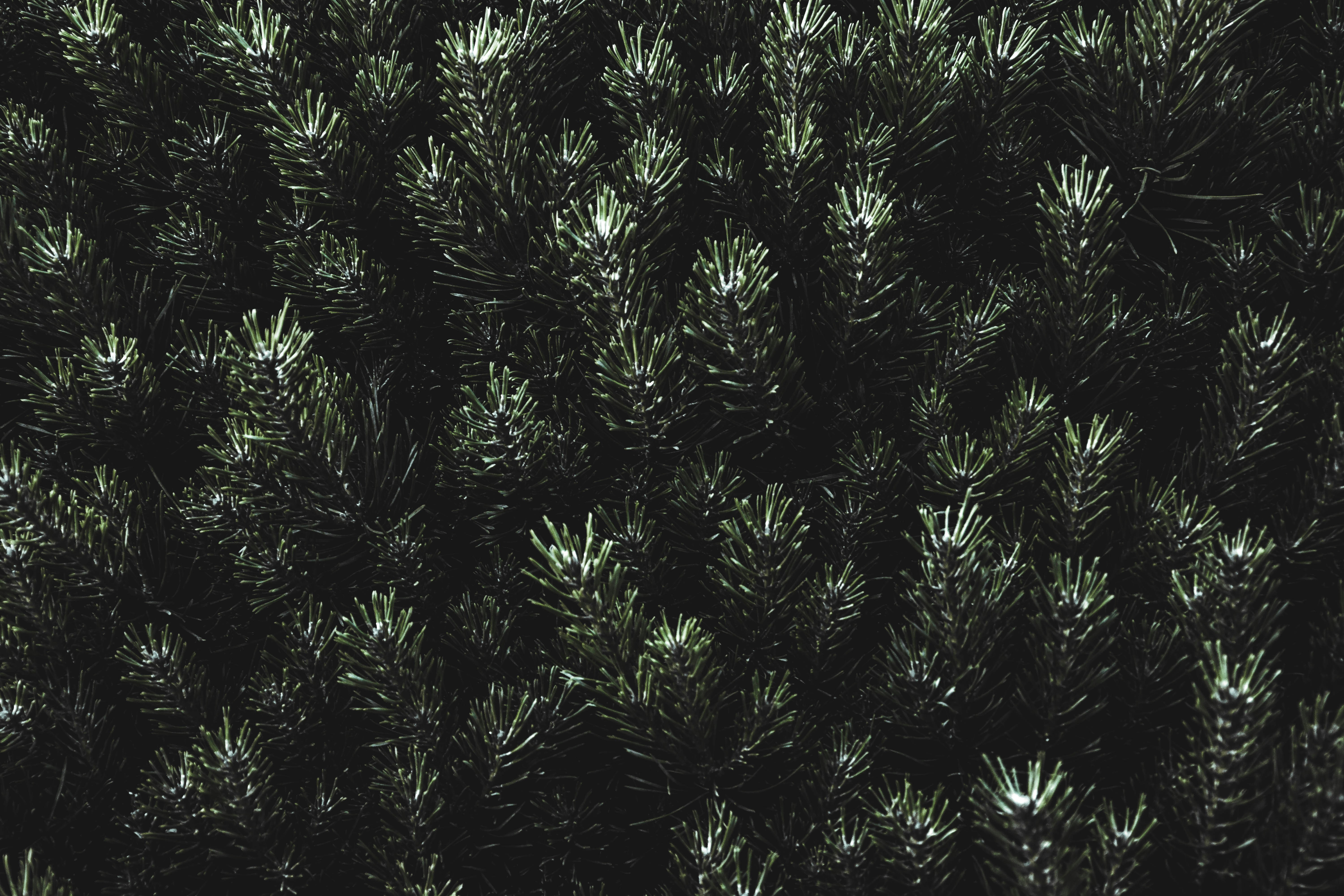 Dense Pine Needle Foliage