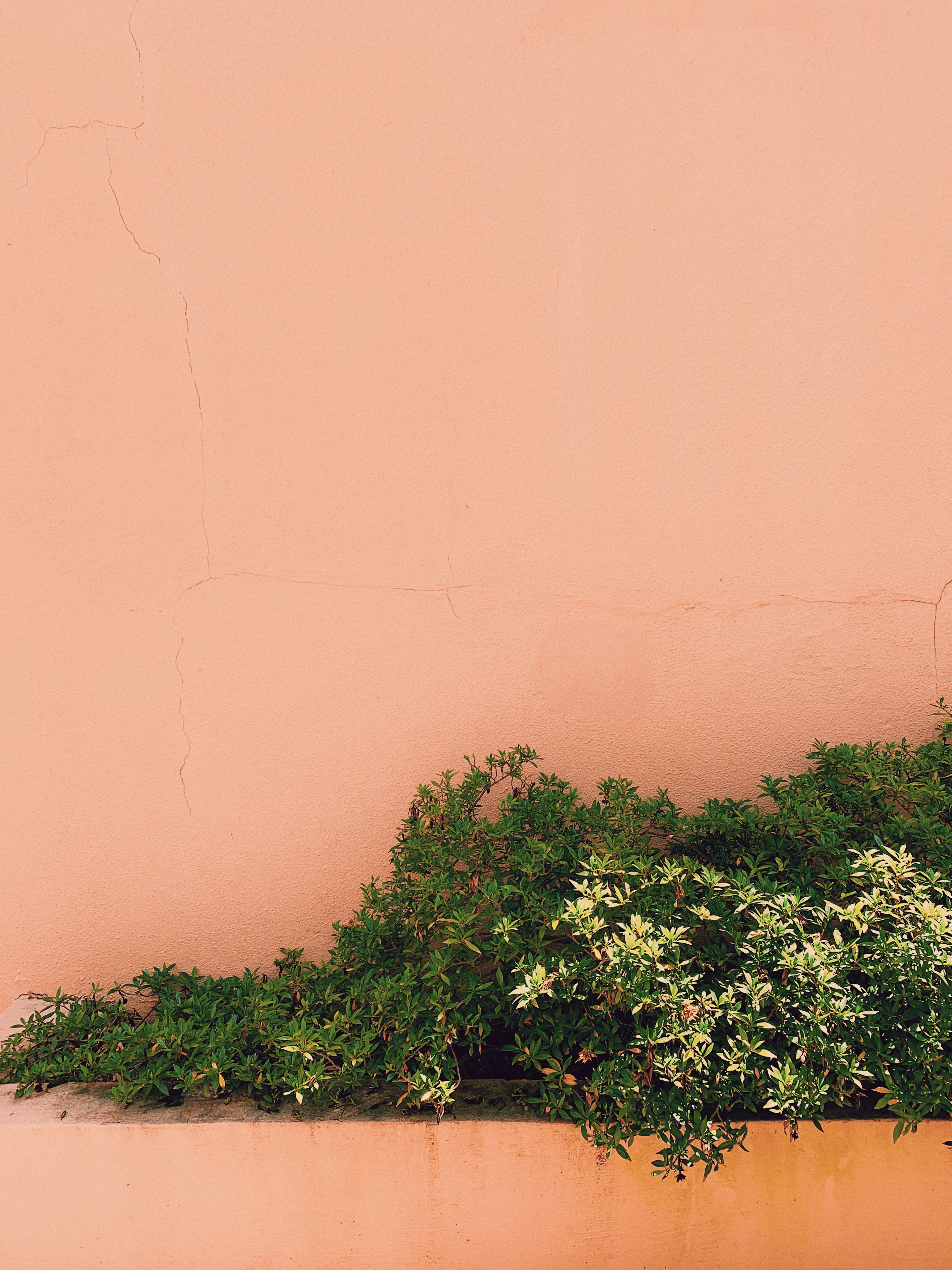 Peach Wall with Green Shrubs