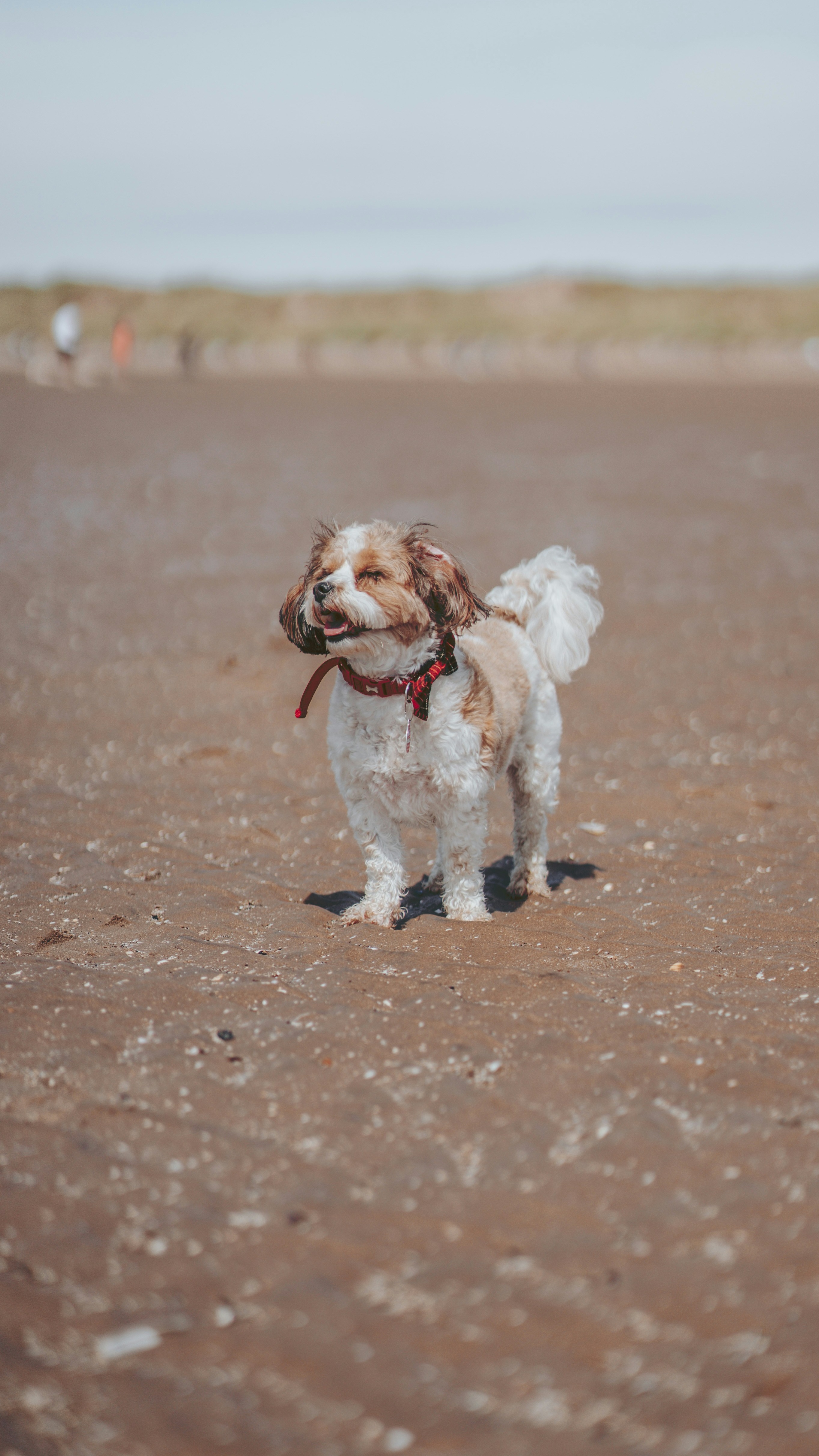 Image 1563460 — Pets